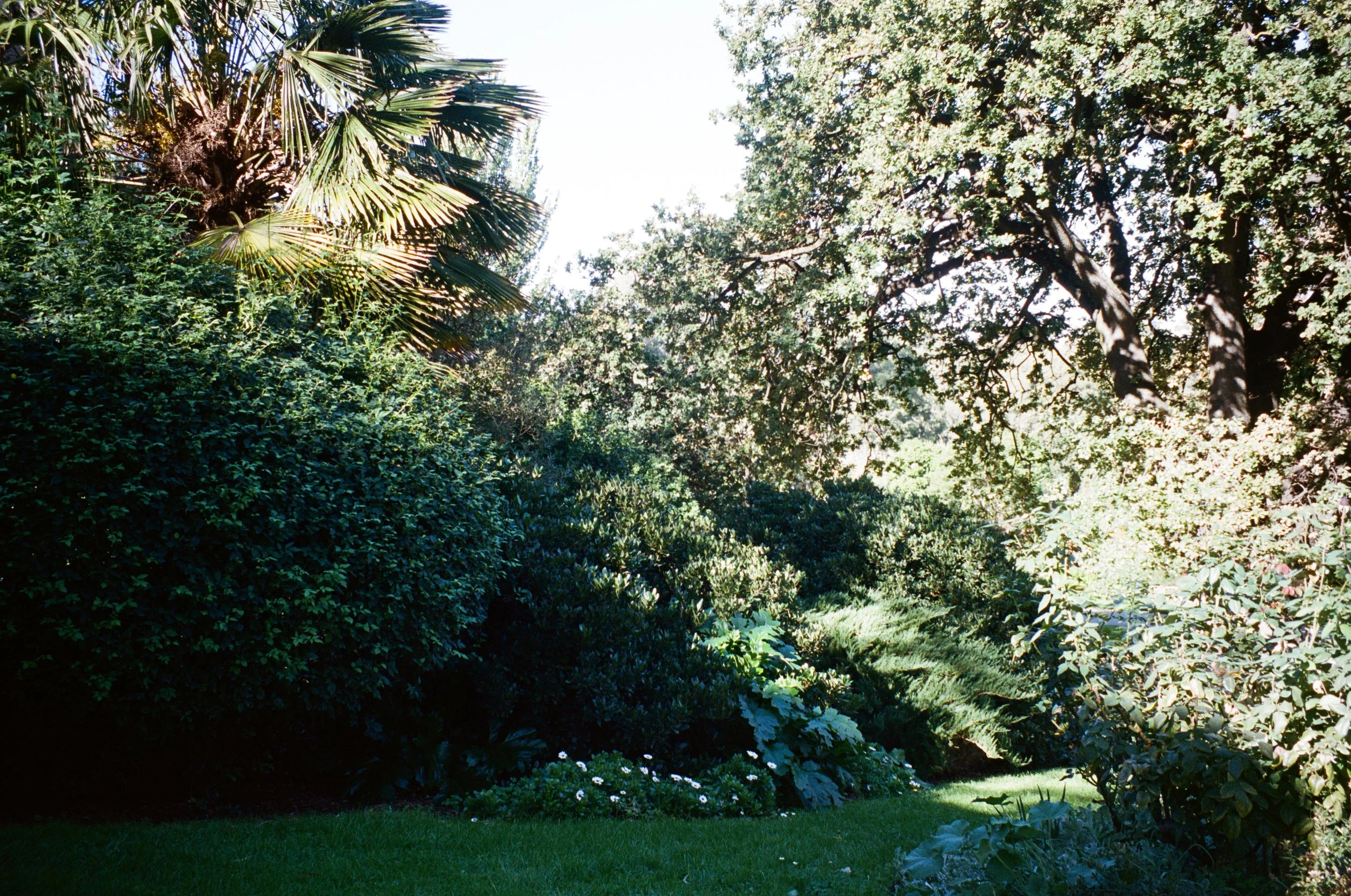 Lush garden with dense foliage, tall trees, and a well-maintained grassy area in the foreground.