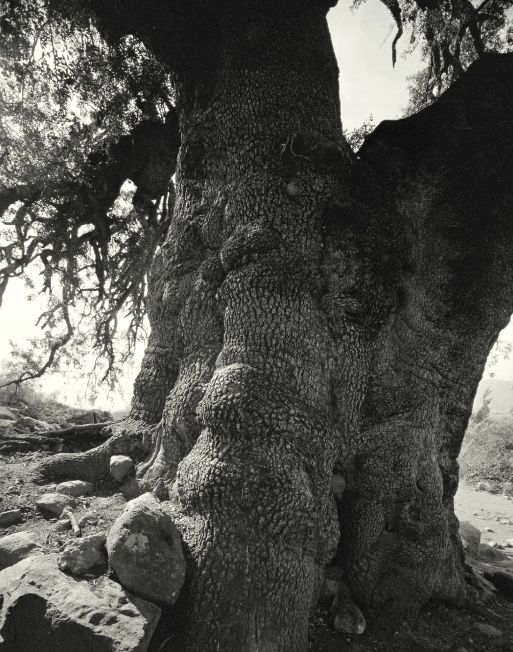 Screenshot 2024-03-10 at 09.38.17 copy.jpg