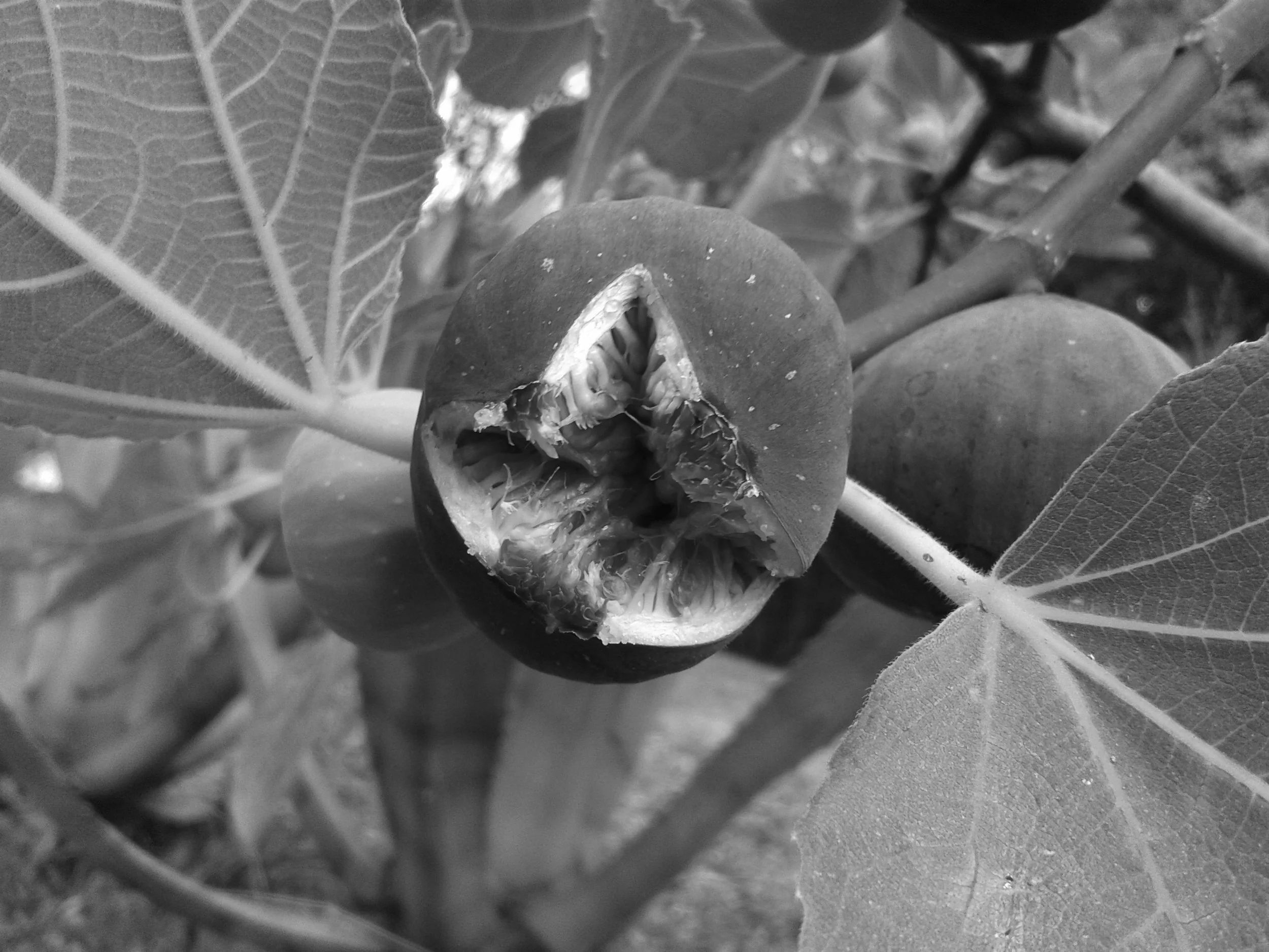 Ficus_plant-1-wasp copy.jpg