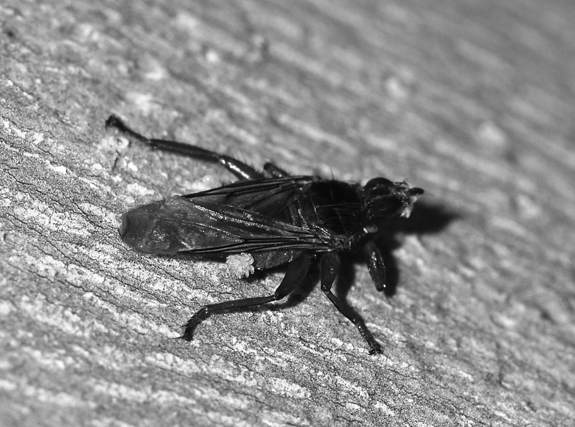 Fly_June_2008-2 copy.jpg