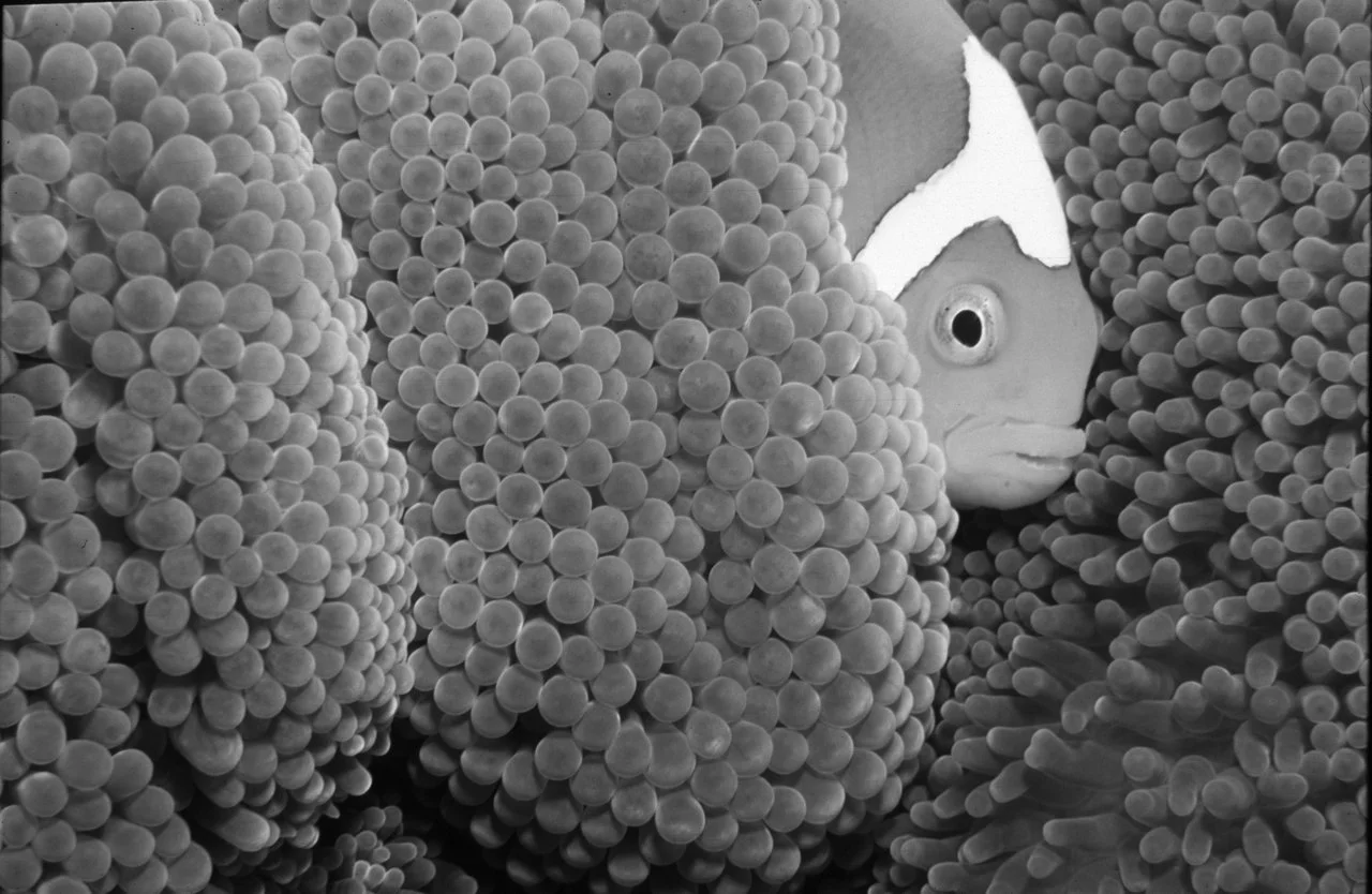 Amphiprion_leucokranos copy.jpg