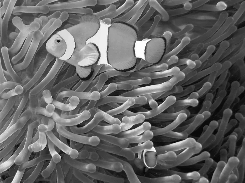 Common_clownfish_curves_dnsmpl copy.jpg