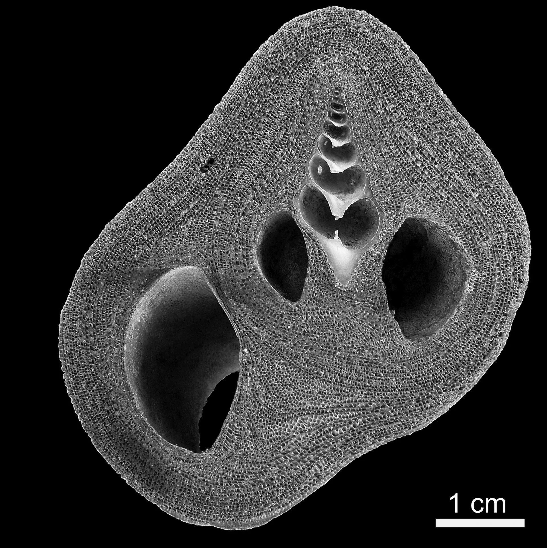 Bryolith_(Banc_d'Arguin,_Mauritania) copy.jpg