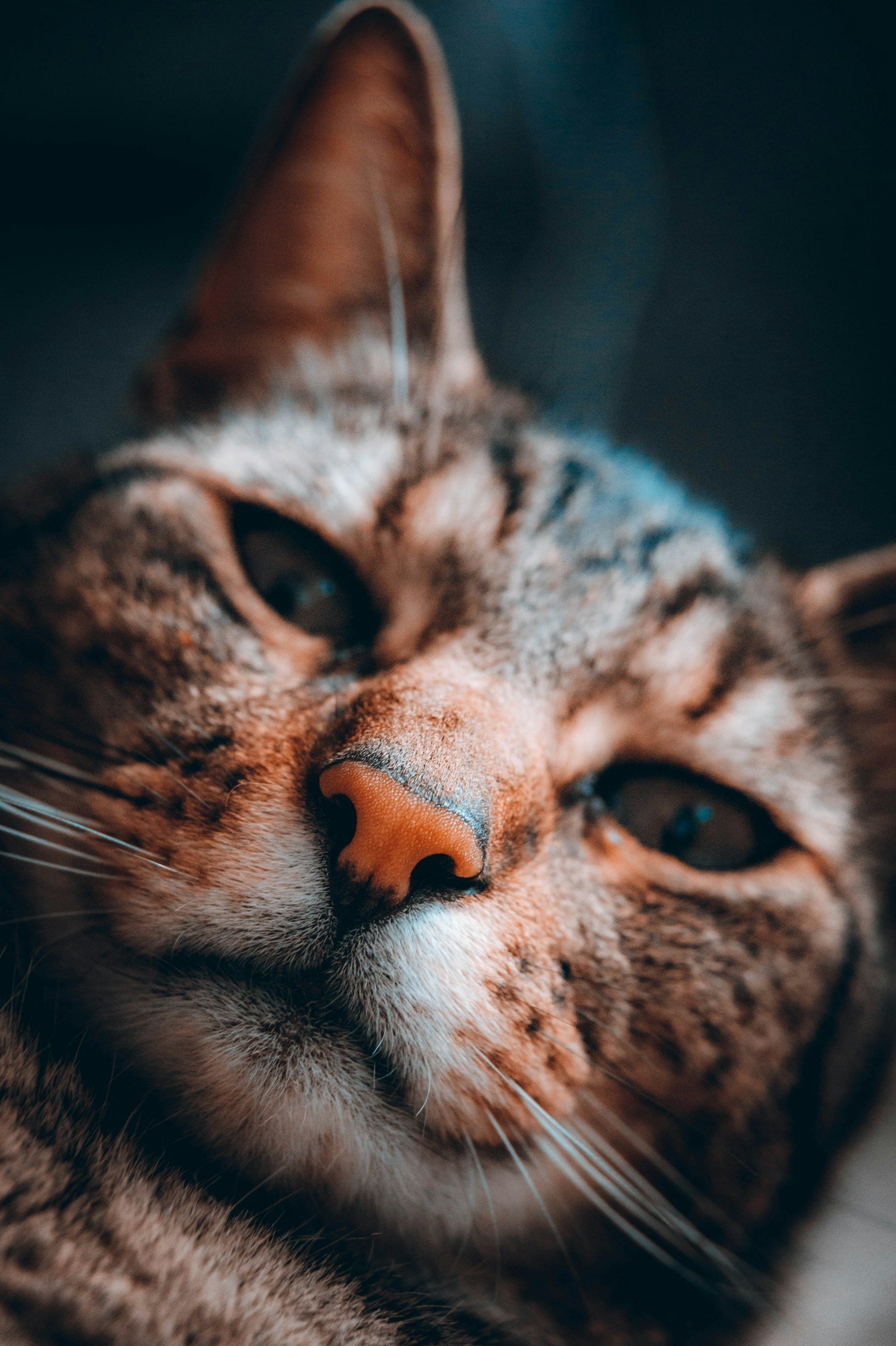 Close-up of a tabby cat's face, focusing on its nose and eyes.