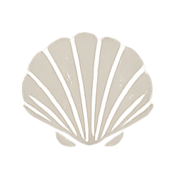 A seashell with ridges and a fan shape.