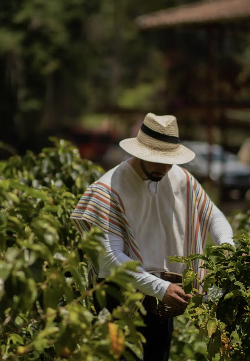 Coffe Farm & Tasting