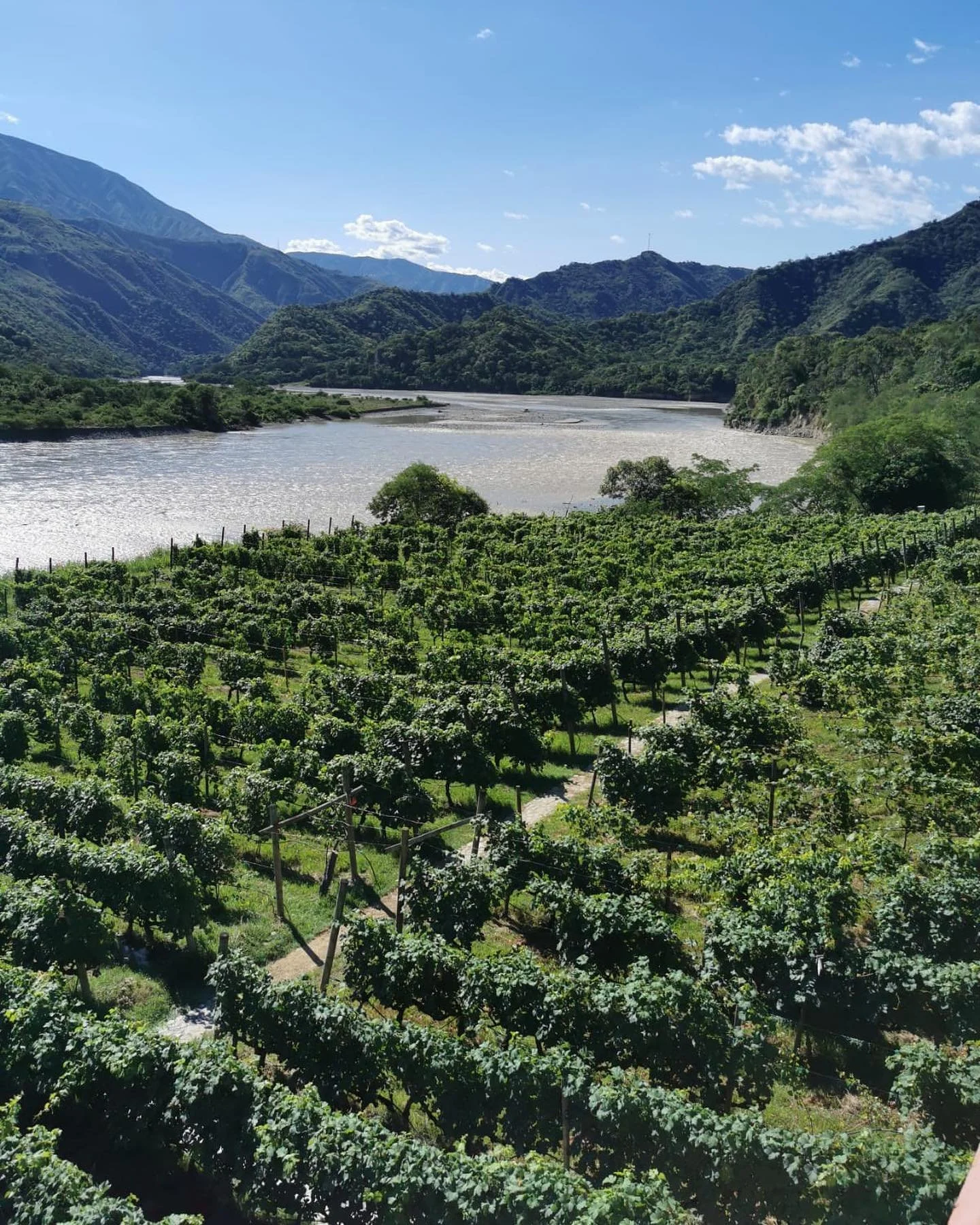 Vineyard & Cauca Valley