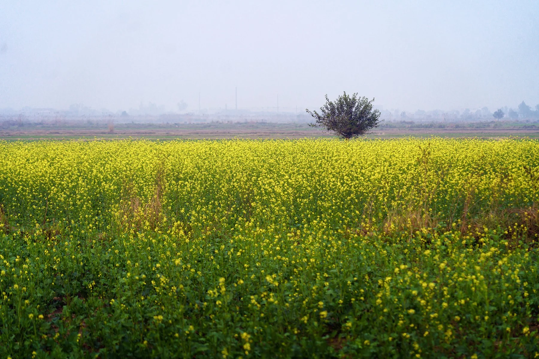 ALP04738.jpg
