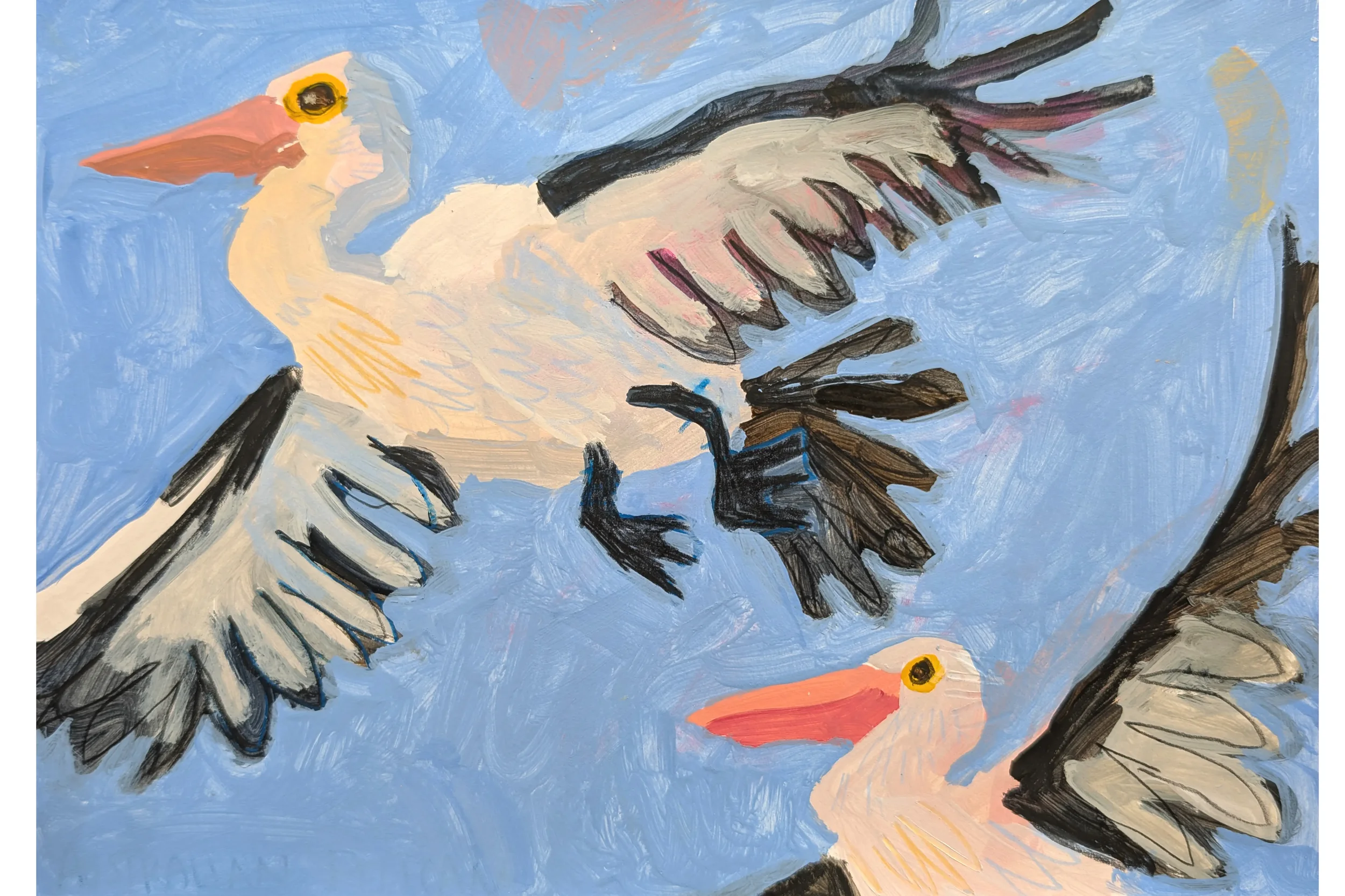 Big Pelicans