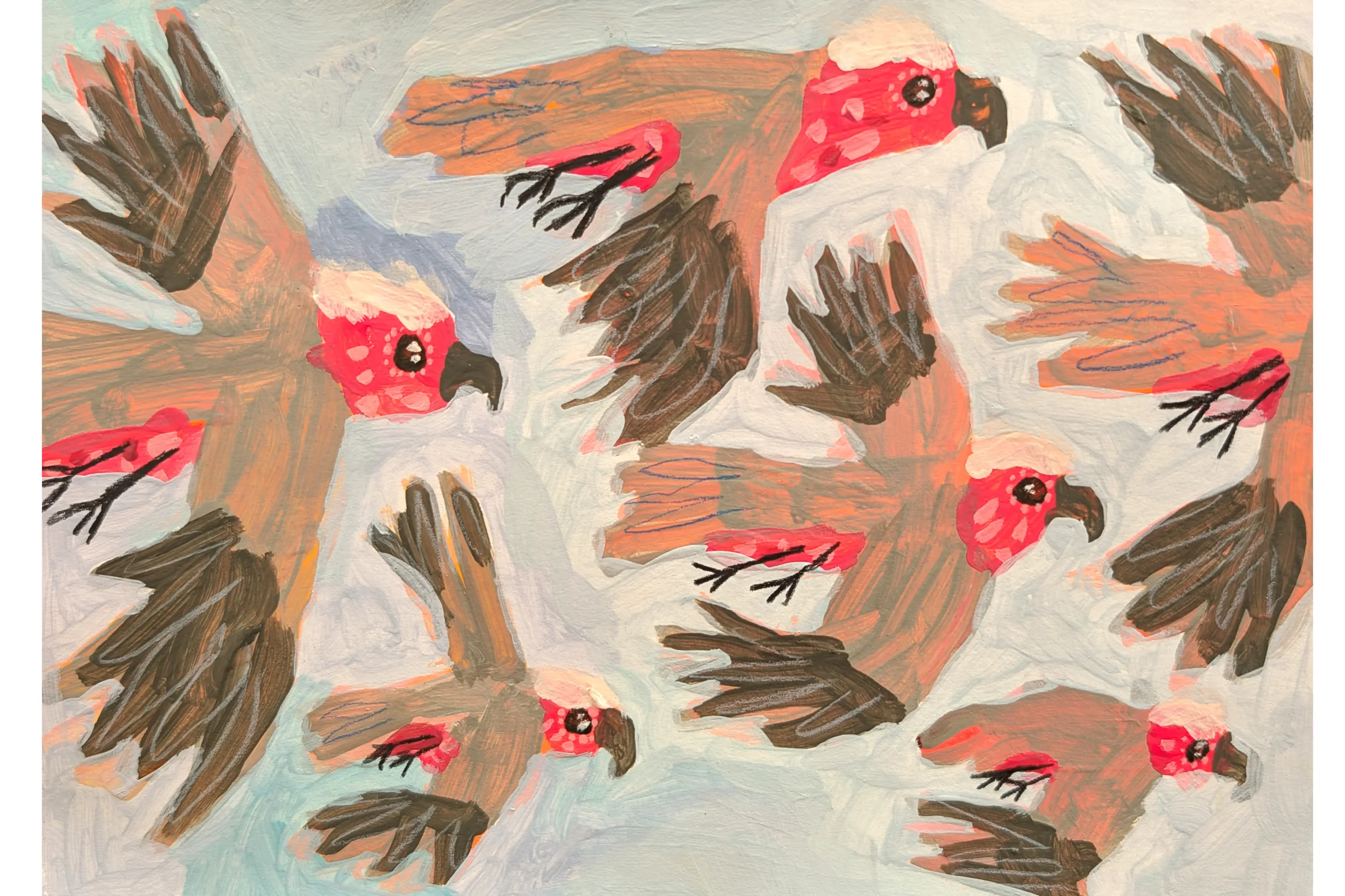 Pink Galah Flying