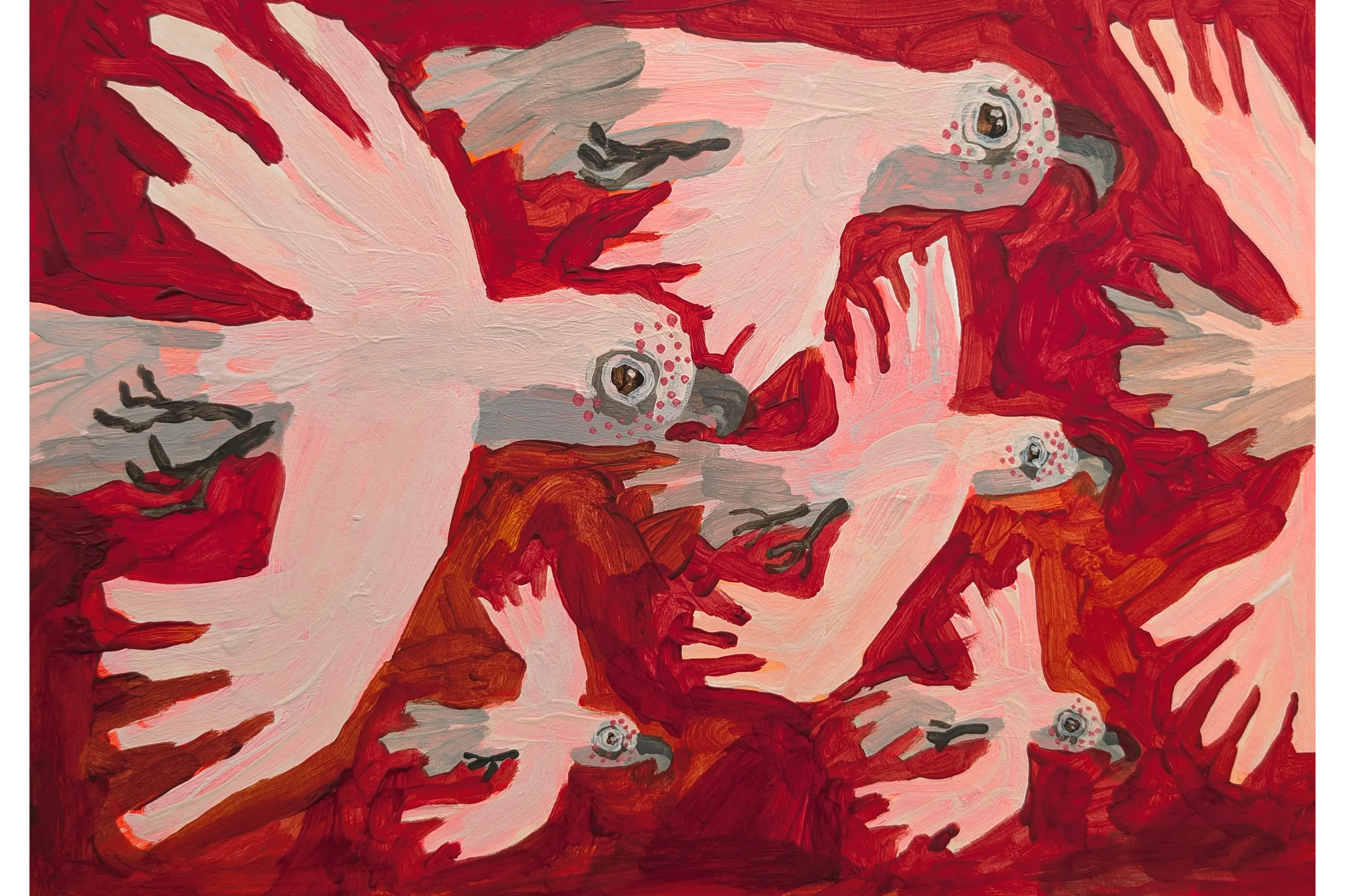 Flock of Corella