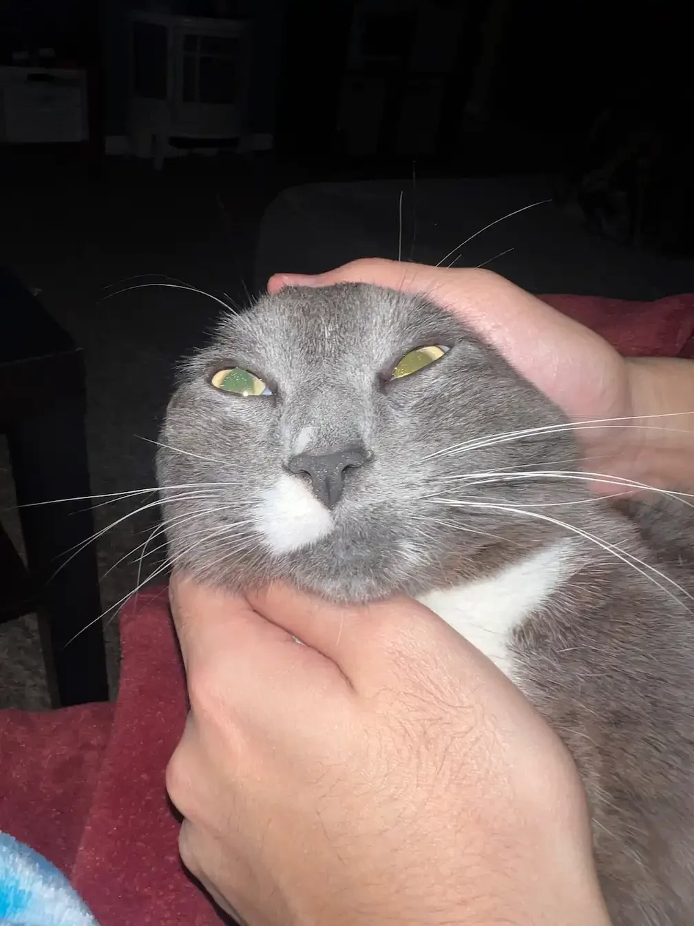 tafaar's cat Mickey. His ears are pulled back and his face is lit up by the camera's flash. He has a funny face, but he's relaxed and happy.