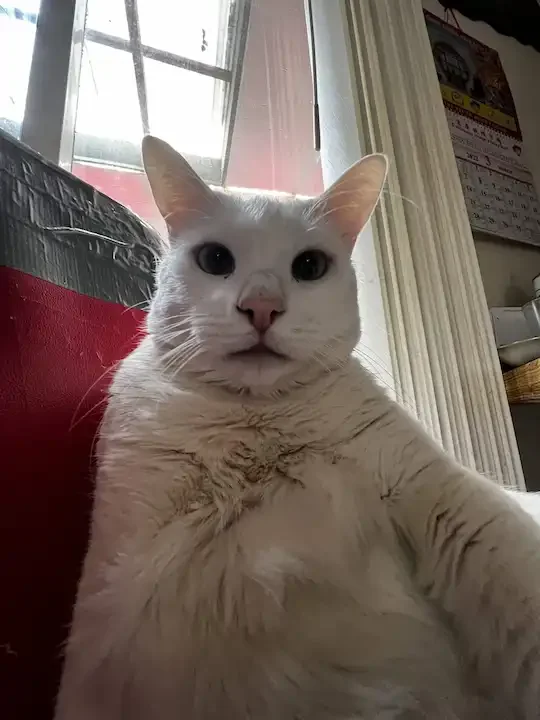 tafaar's unpaid intern's cat Tofu, and technically his third cat. He appears to be taking a selfie, in which he looks very ugly. He has one tooth (not pictured).