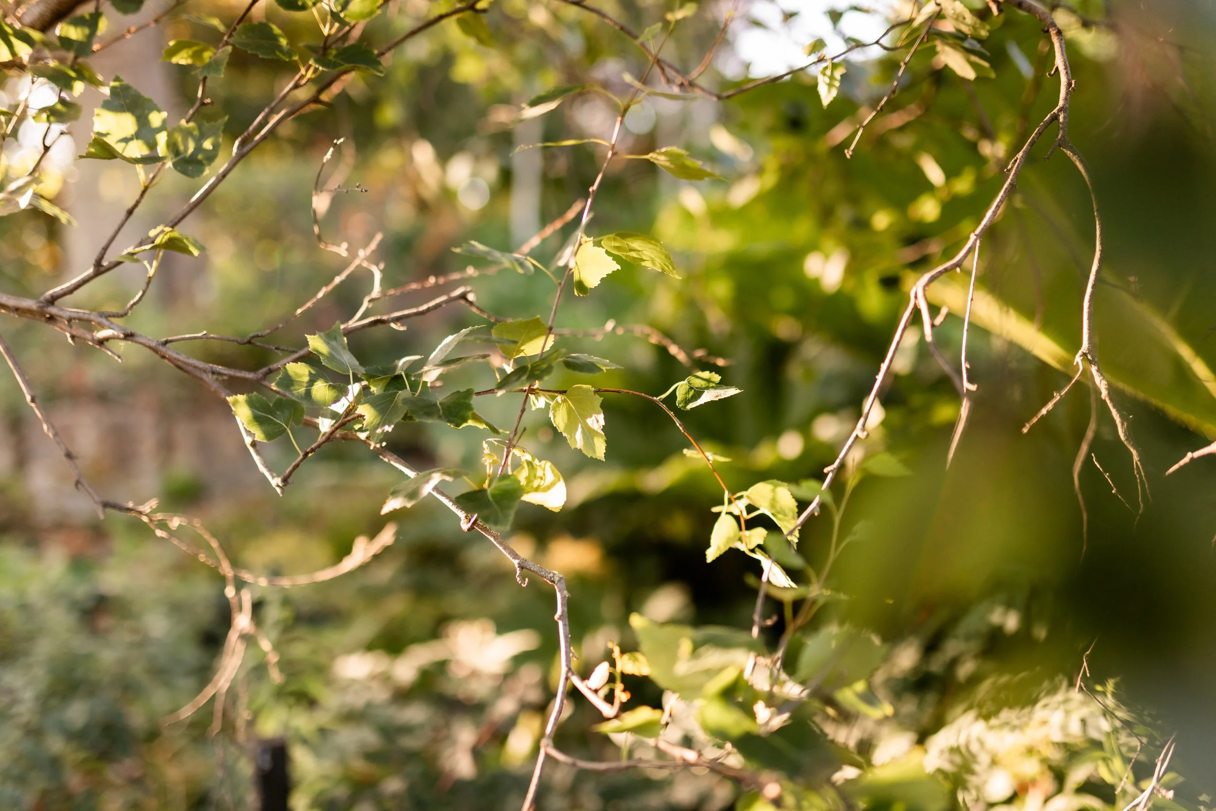 Close-up of green leaves and branches of a tree illuminated by sunlight.