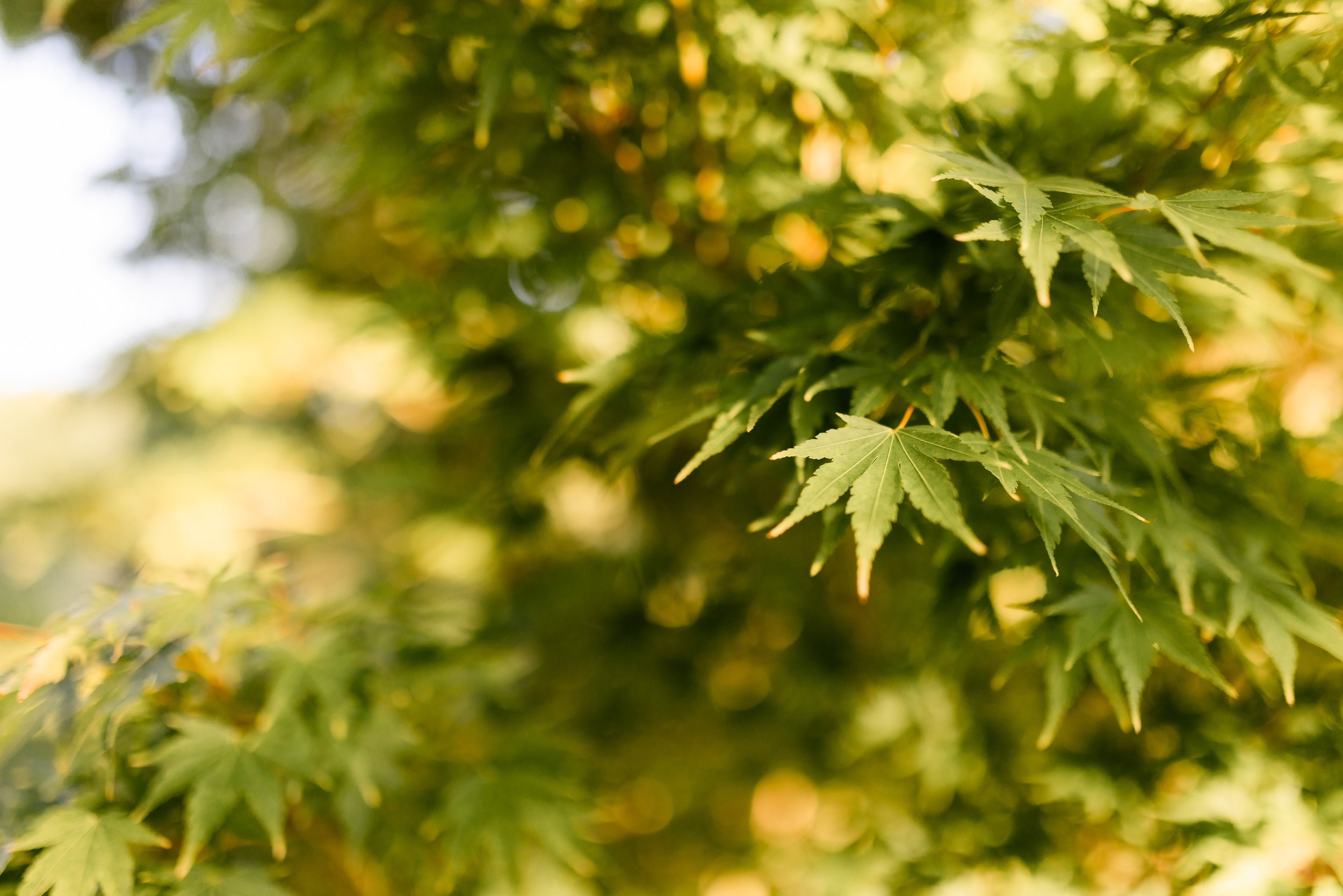 Close-up of green maple leaves on a sunny day.