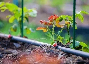 Irrigation Install, Repairs & Maintenance