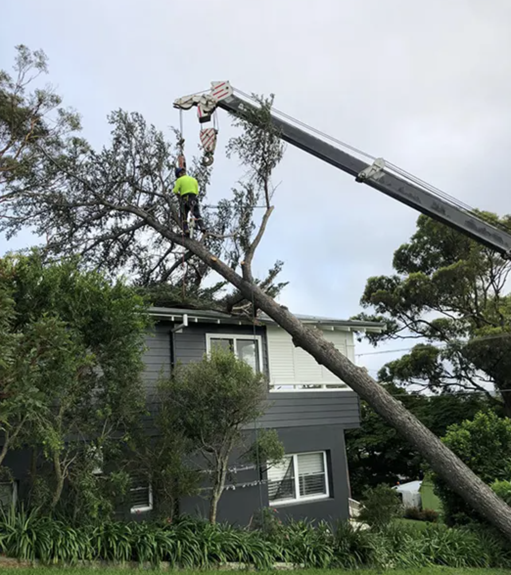 Tree fallen on house with a person and crane working on tree removal