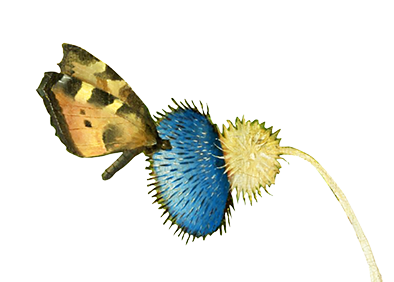 The Butterfly and the Thistle