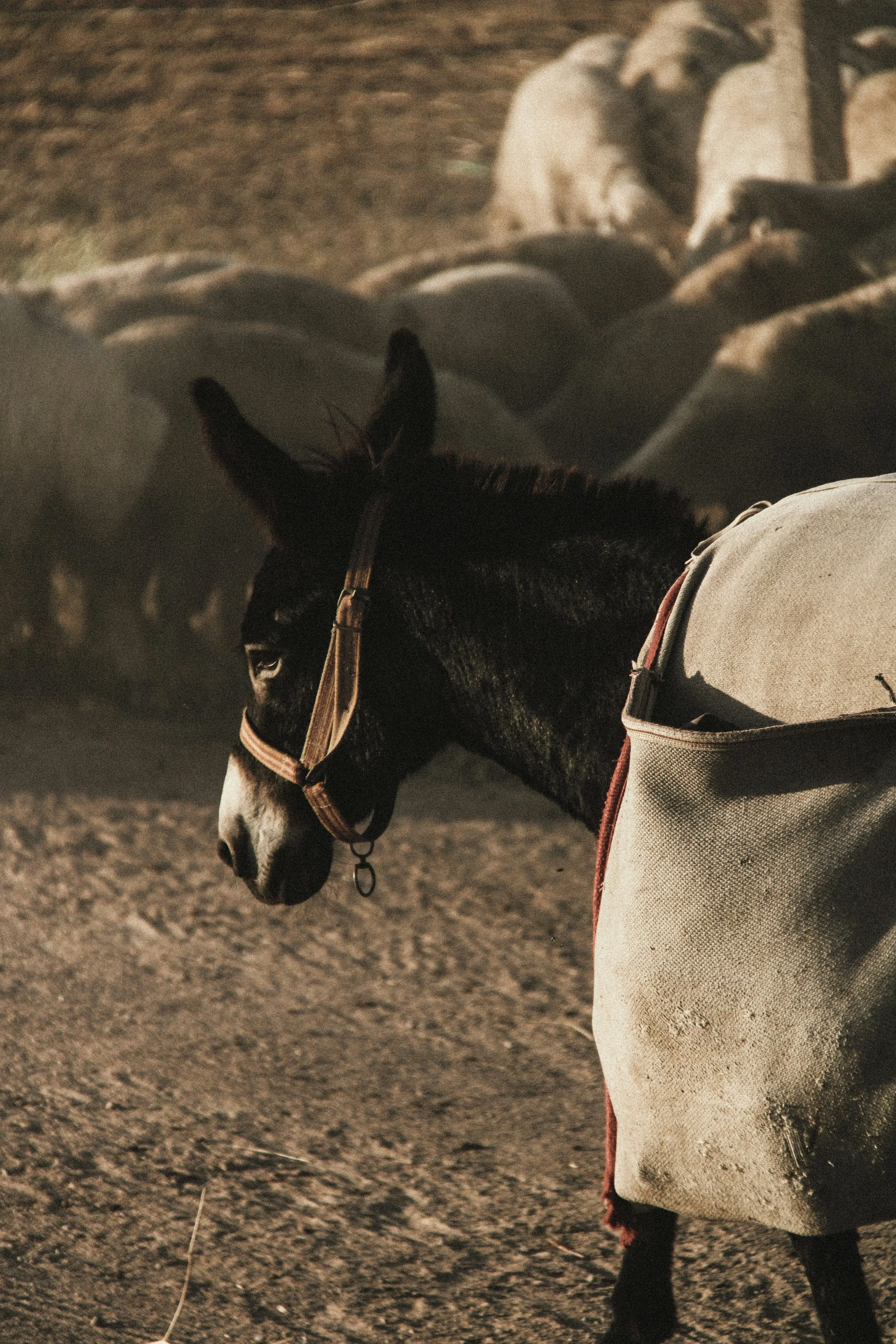 Working Animals