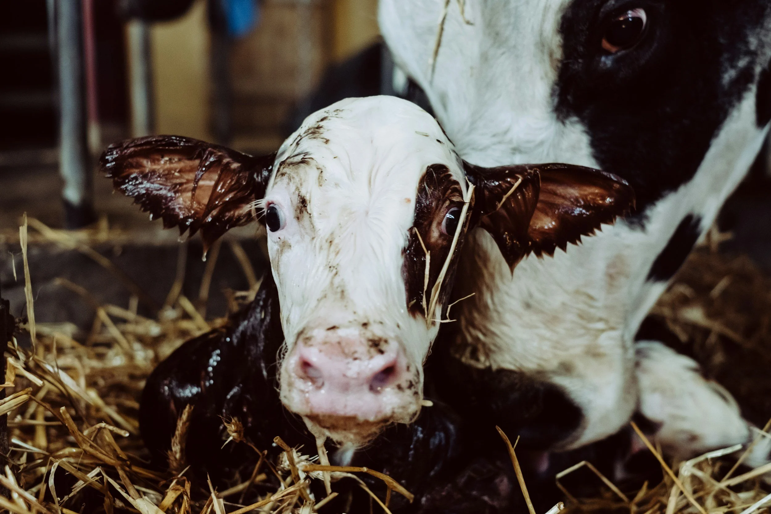 Close-up of a cow and a calf with mud on their noses, lying on straw bedding in a barn.