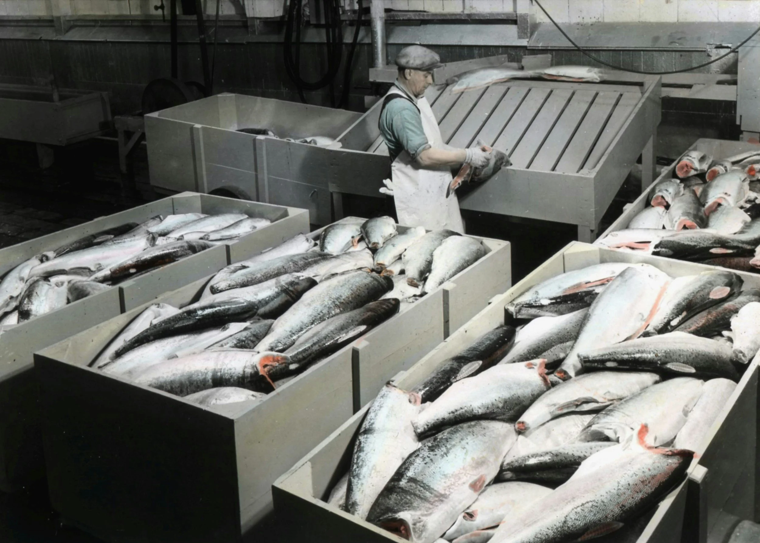 A worker uses a machine to process fish on a conveyor in a fish processing plant, with several trays of fish around him.