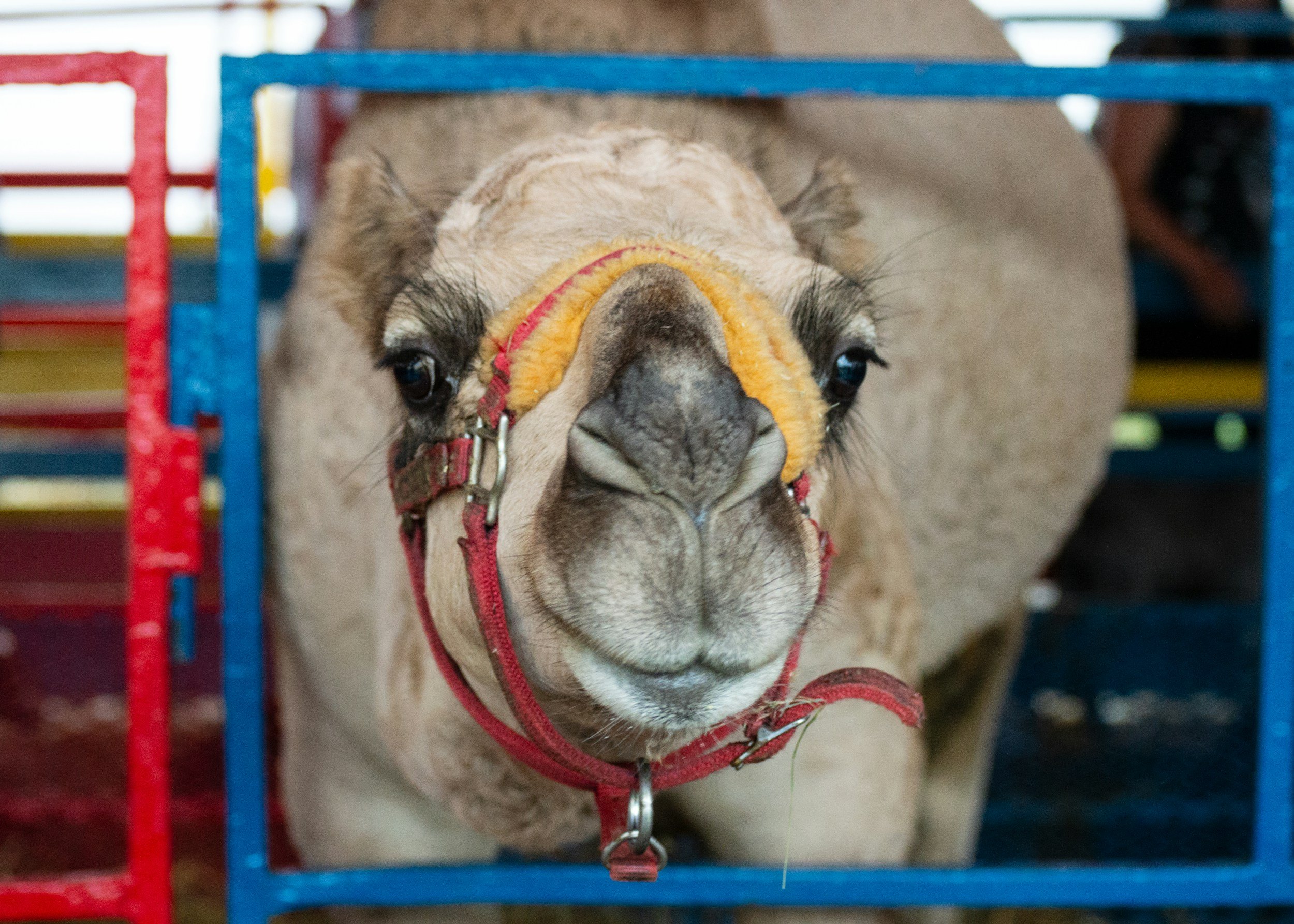 A llama with a yellow and red halter inside a cage with blue and red bars.