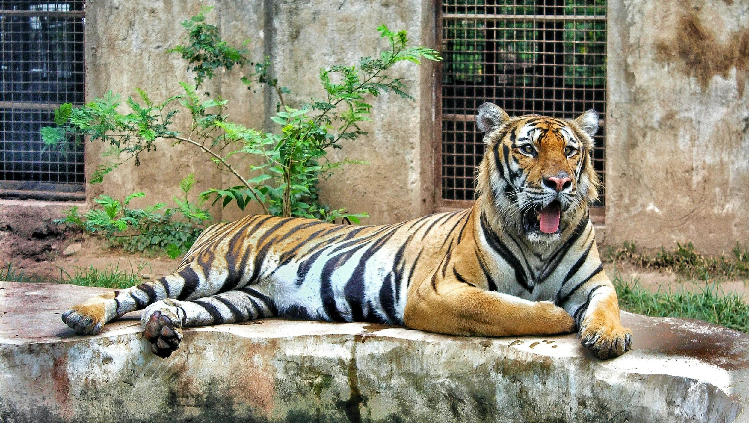 A tiger lying on the ground in an enclosure, with greenery and a concrete wall with metal fencing in the background.