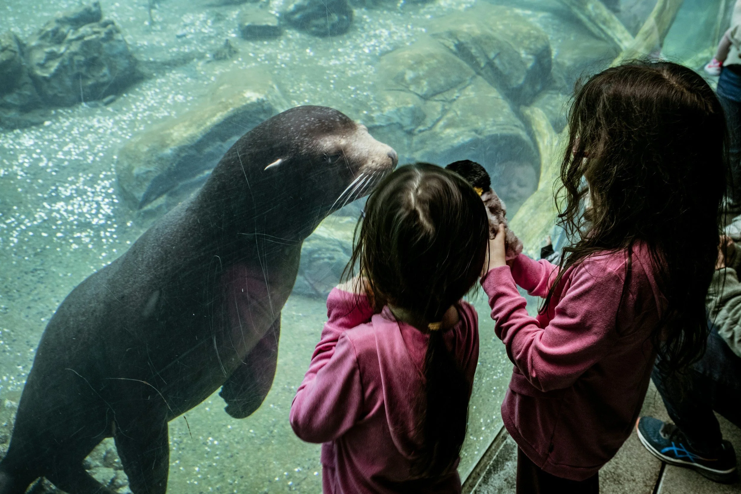 Children looking at a seal through an aquarium glass.