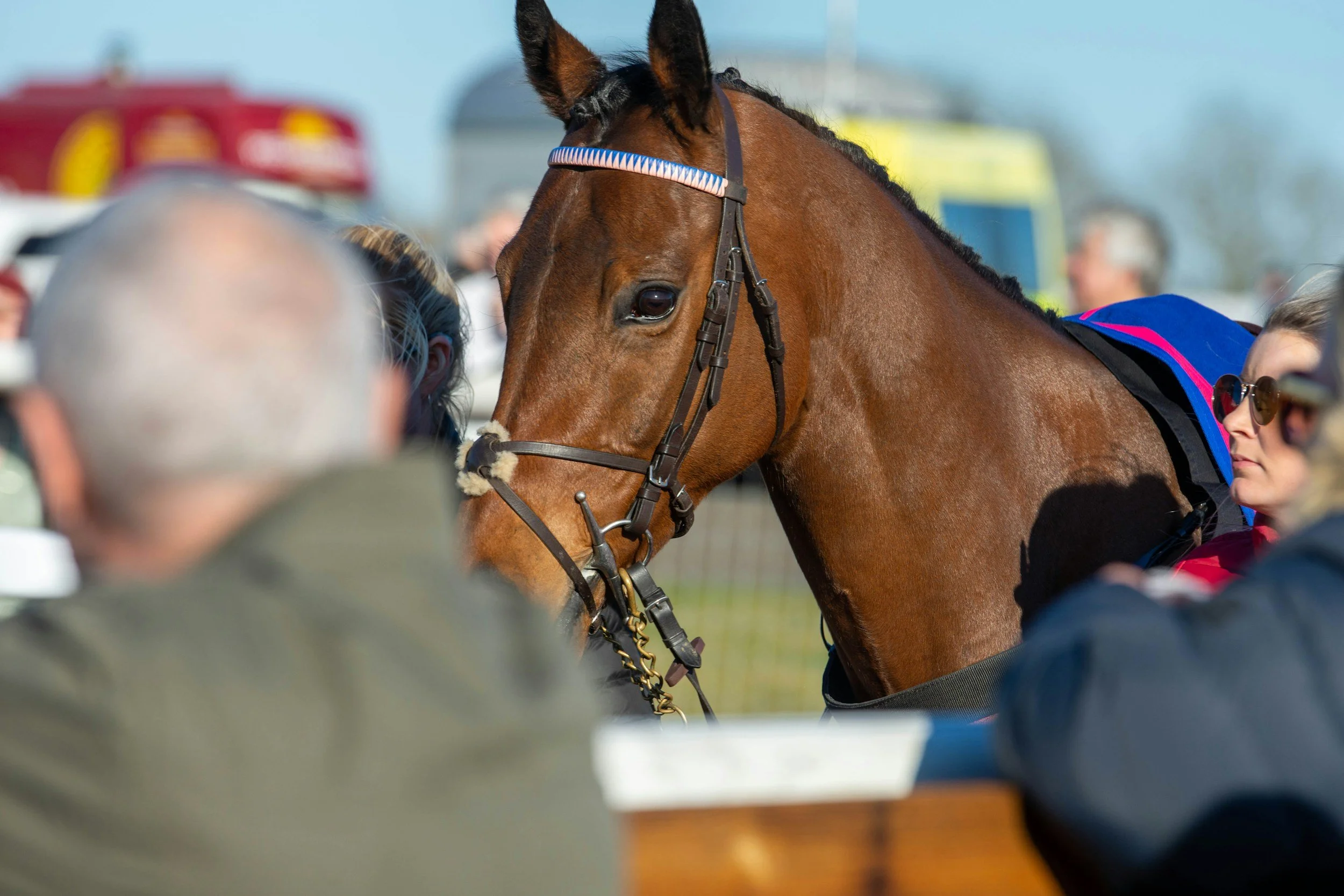 A racehorse with a brown coat and black mane is being prepared, surrounded by blurred people and objects at a racetrack.
