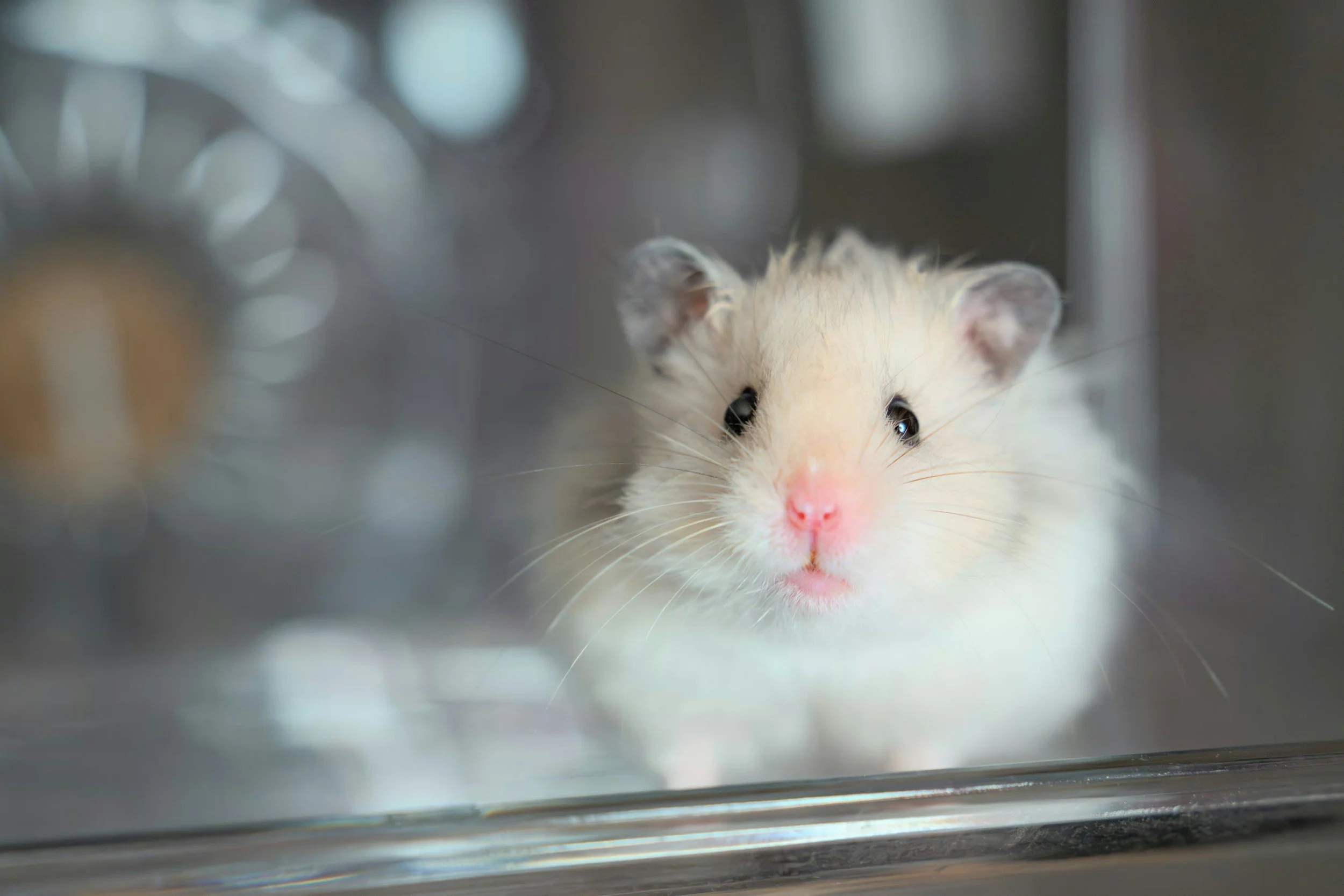 A close-up of a white mouse with pink nose and black eyes, peeking out from behind a partially frosted glass surface with a blurred background.