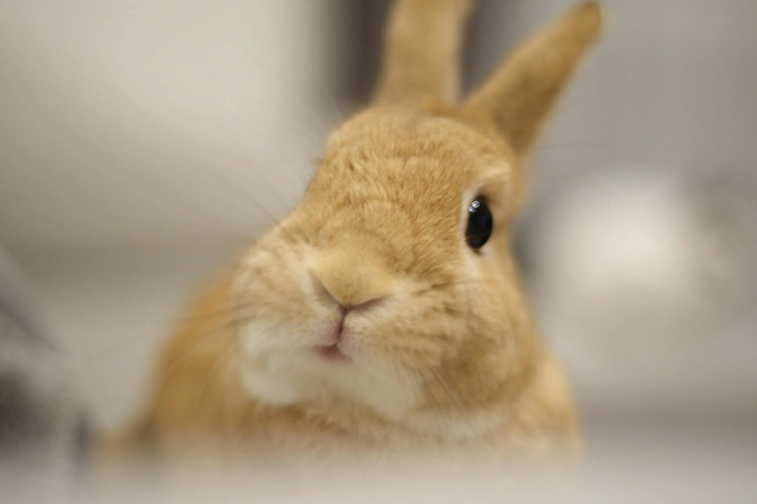 Close-up of a light brown rabbit with large dark eyes and a pink nose.