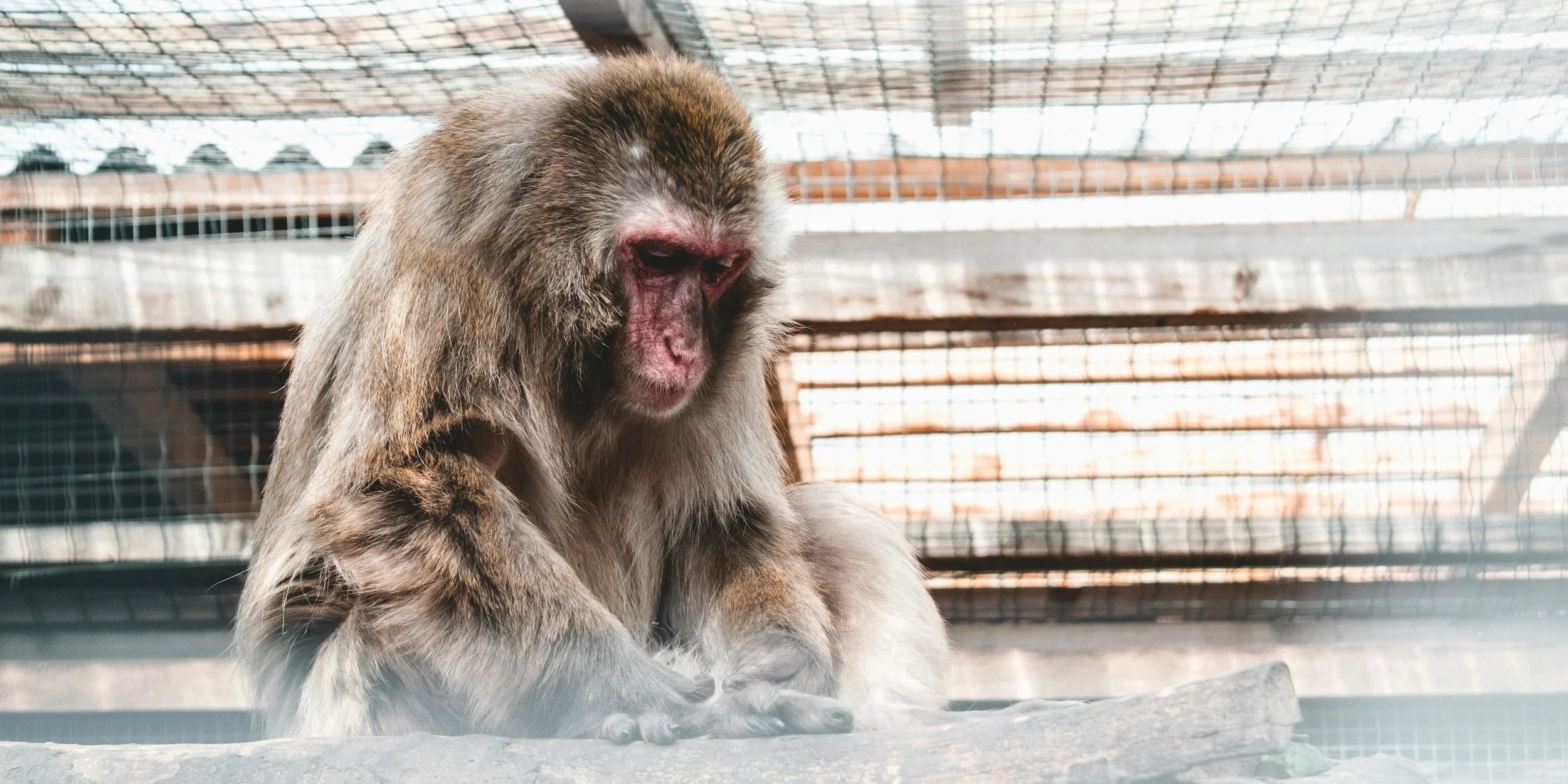A monkey sitting inside an enclosure with wire mesh in the background.