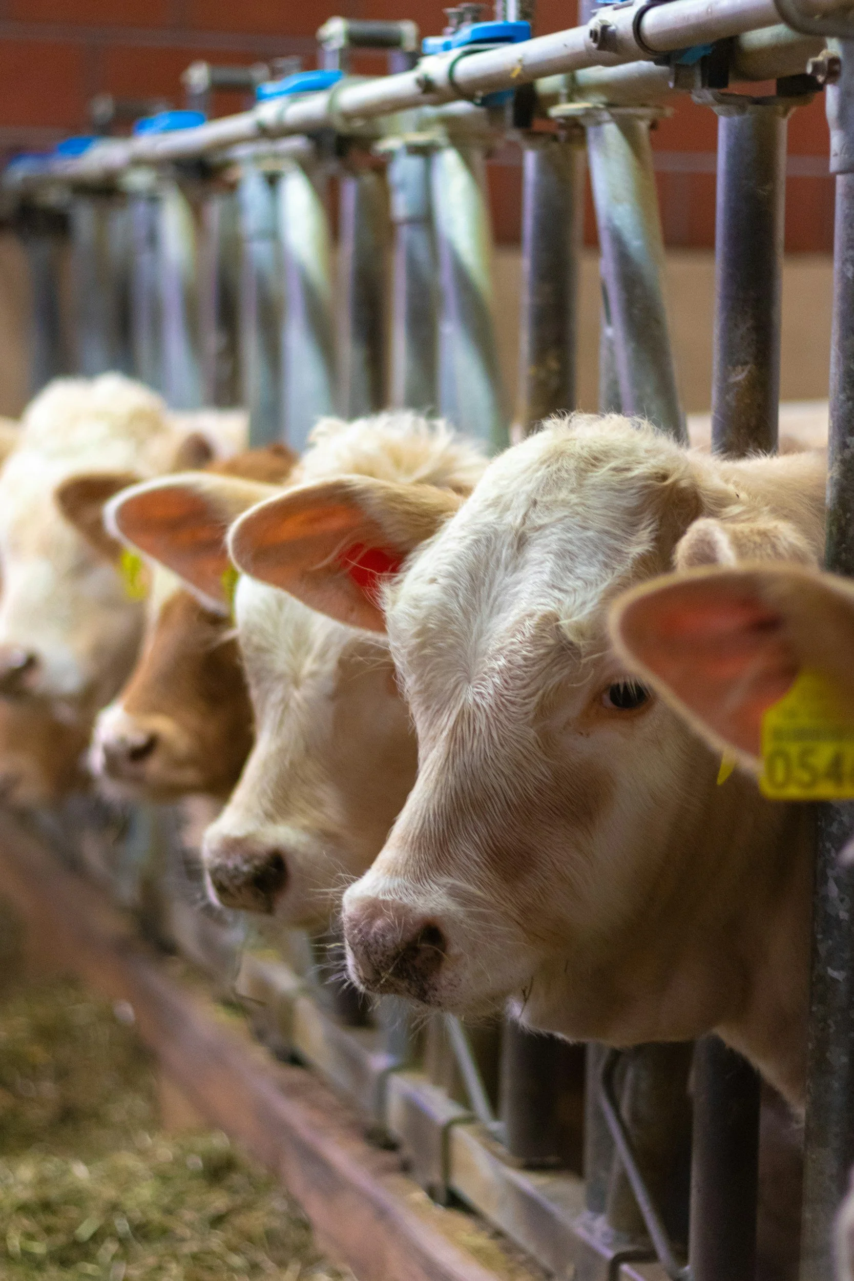 Several calves lined up behind a metal fence on a farm, with their heads sticking out through the gaps, some with yellow ear tags.