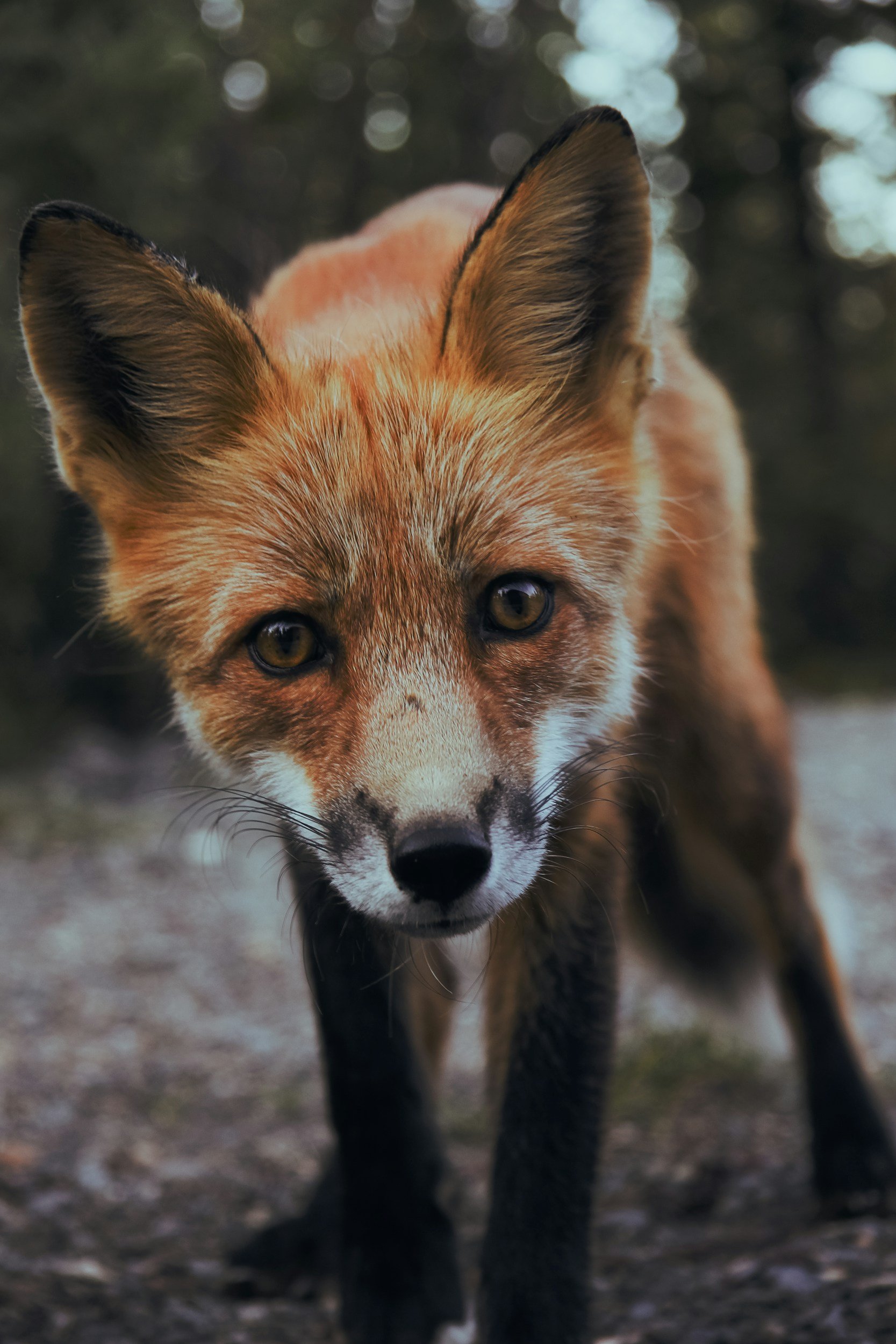 Wildlife & Environment