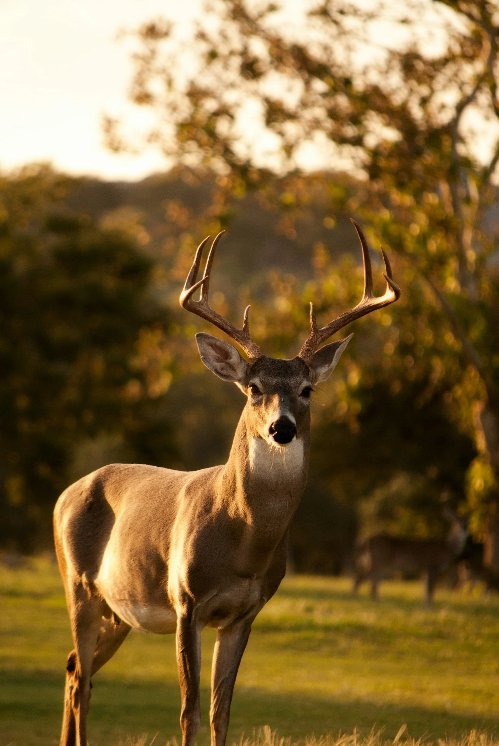 A majestic deer with antlers standing in a grassy field at sunset, trees in the background.