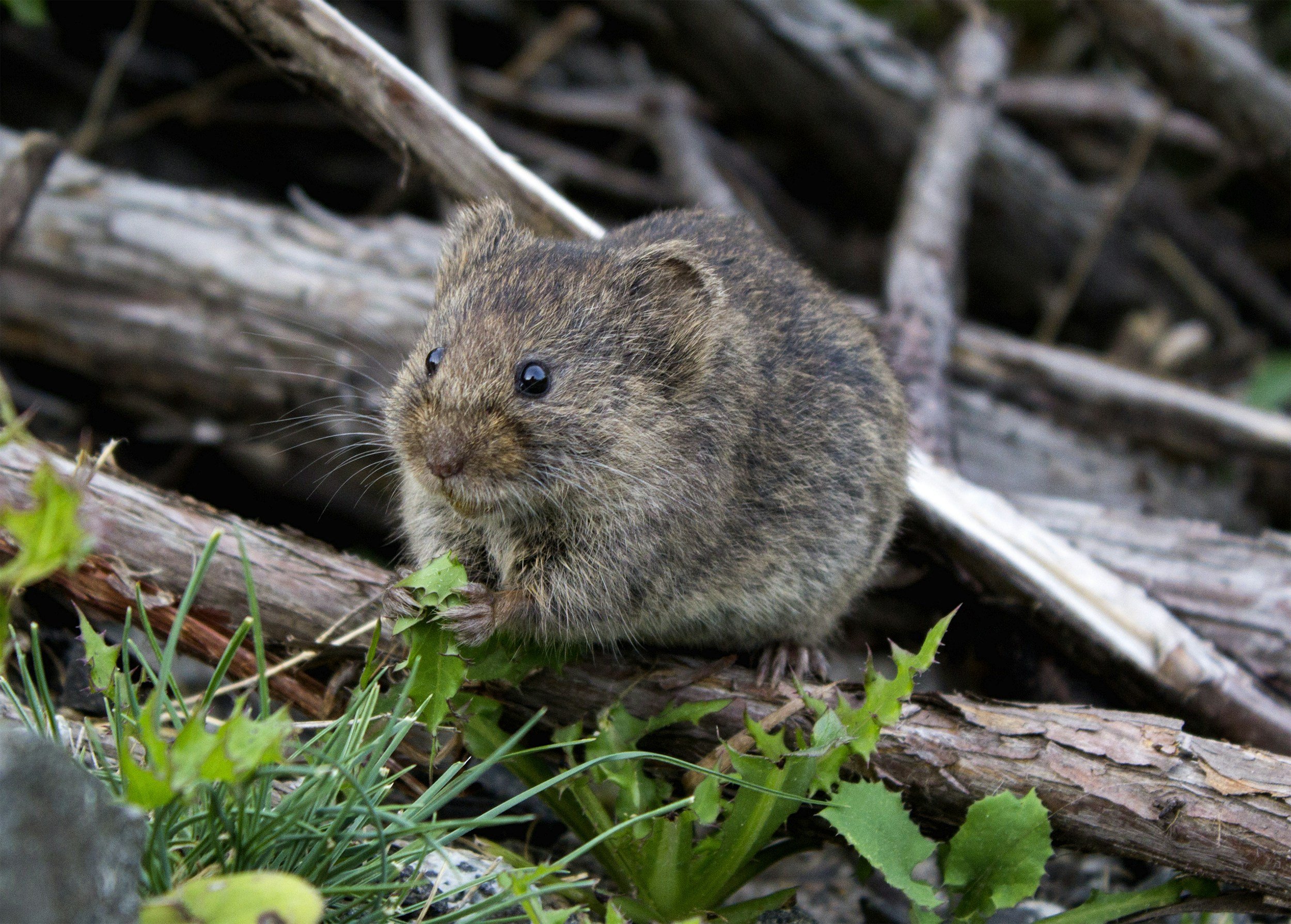 A small, furry rodent, possibly a field mouse or vole, with brown and gray fur, is on the ground surrounded by green plants and sticks, with a background of twigs and dried wood.