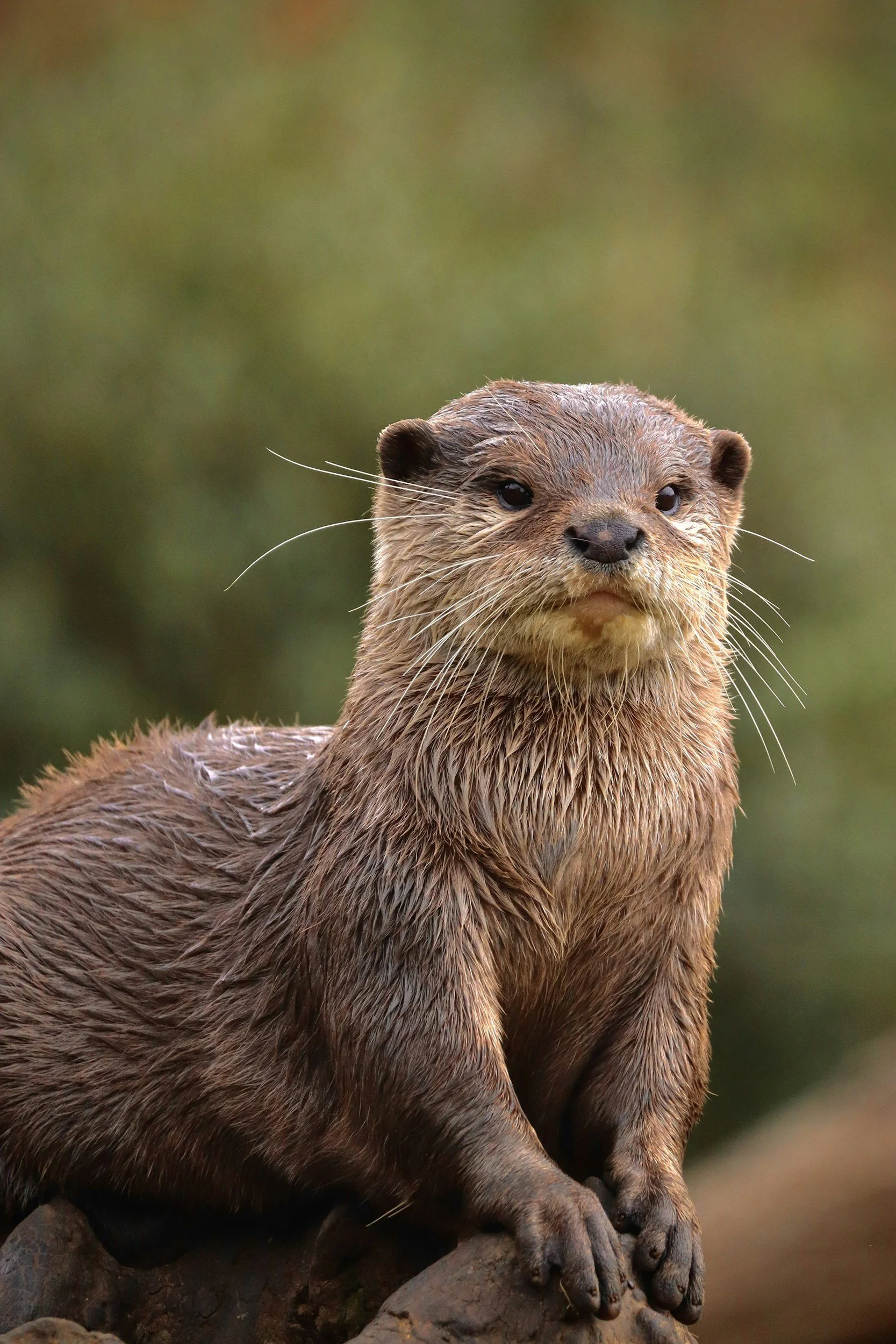 A close-up of a brown otter sitting on a rock, with a blurred green background.