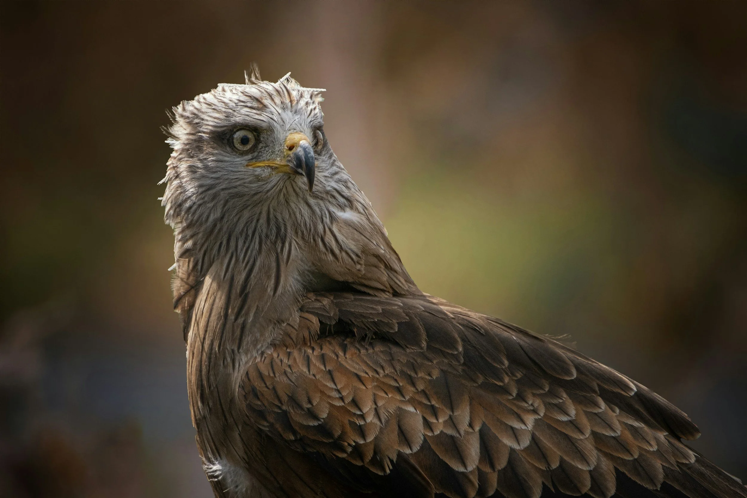 Close-up of a bird of prey, possibly a hawk or eagle, with detailed feathers, piercing eyes, and a sharp beak, against a blurred background.