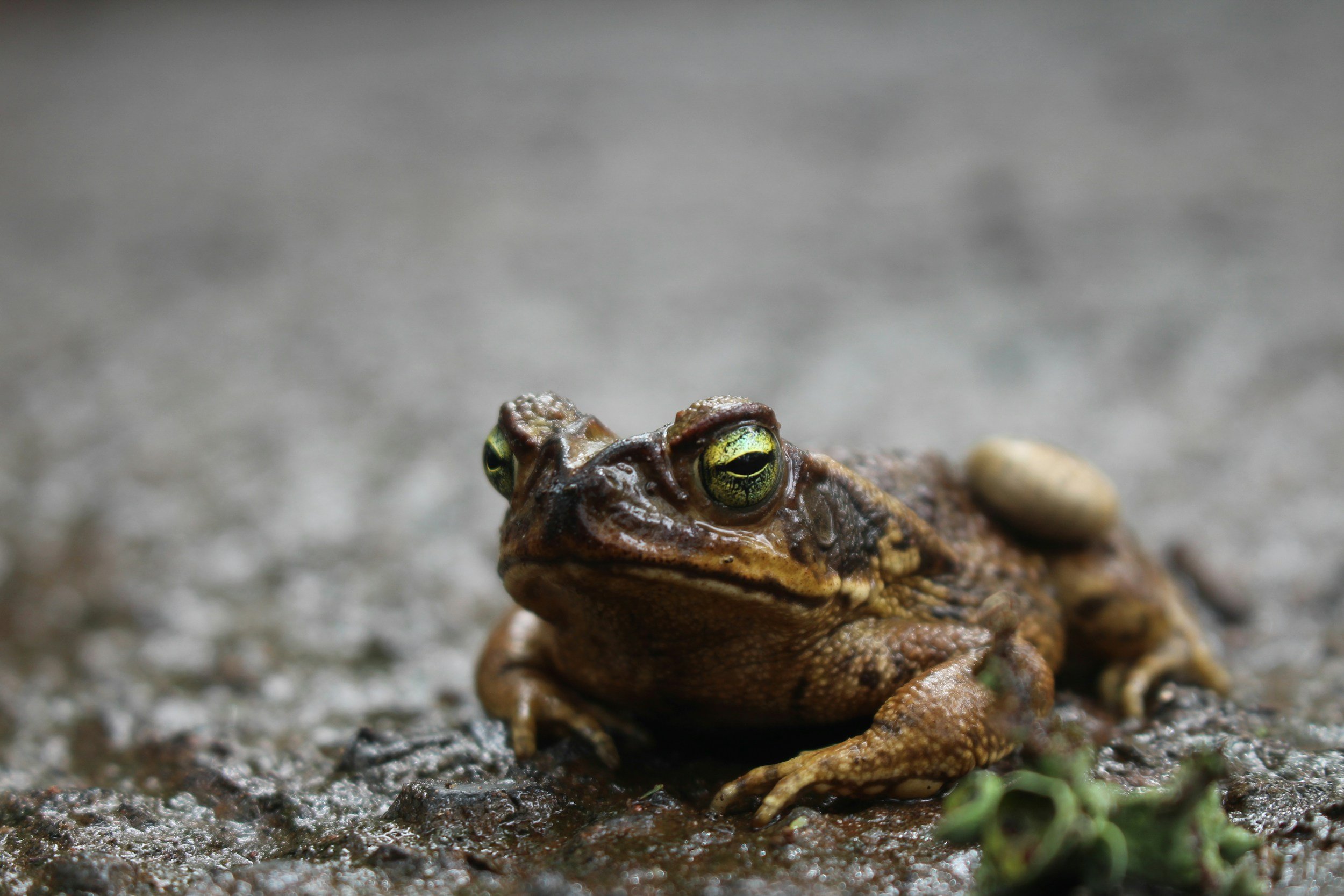 Close-up of a brown frog with striking green eyes sitting on wet ground.