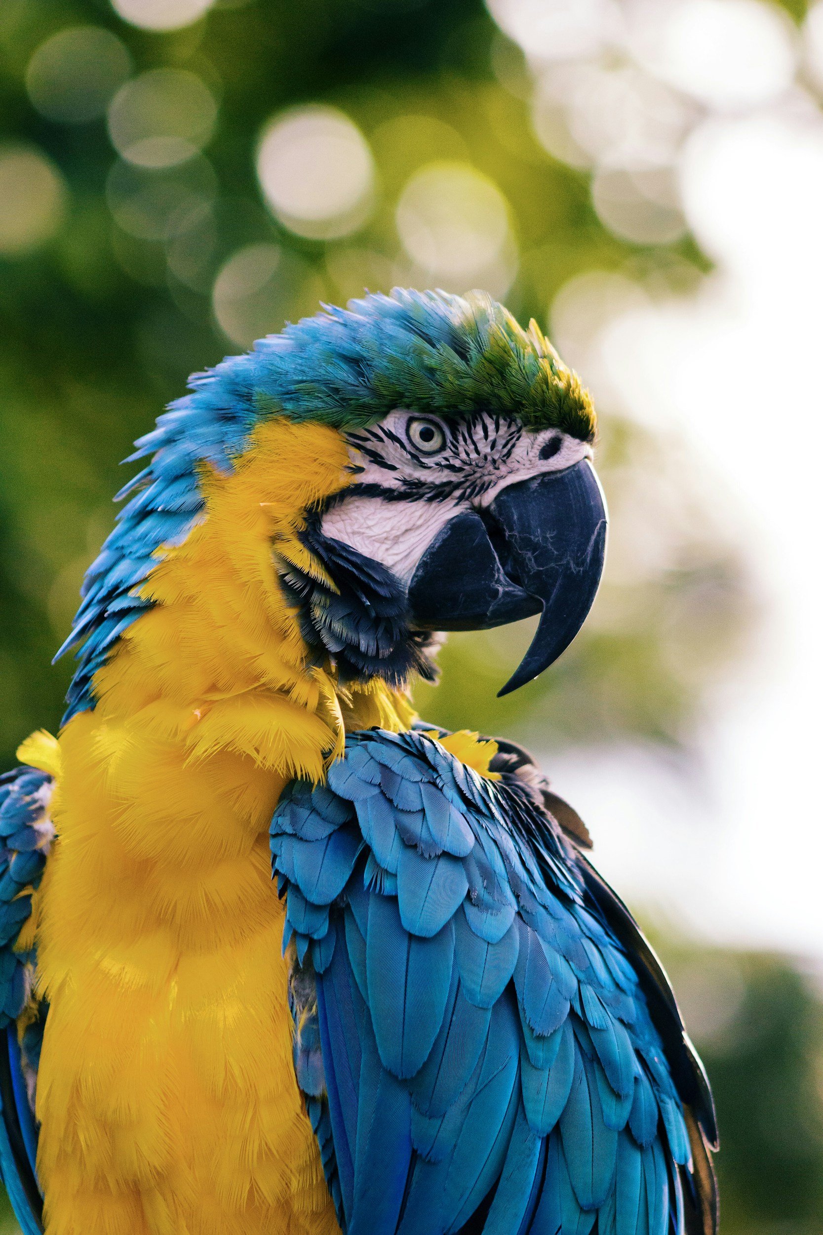 Close-up of a colorful macaw with yellow, blue, green, and black feathers, with blurred green and white background.