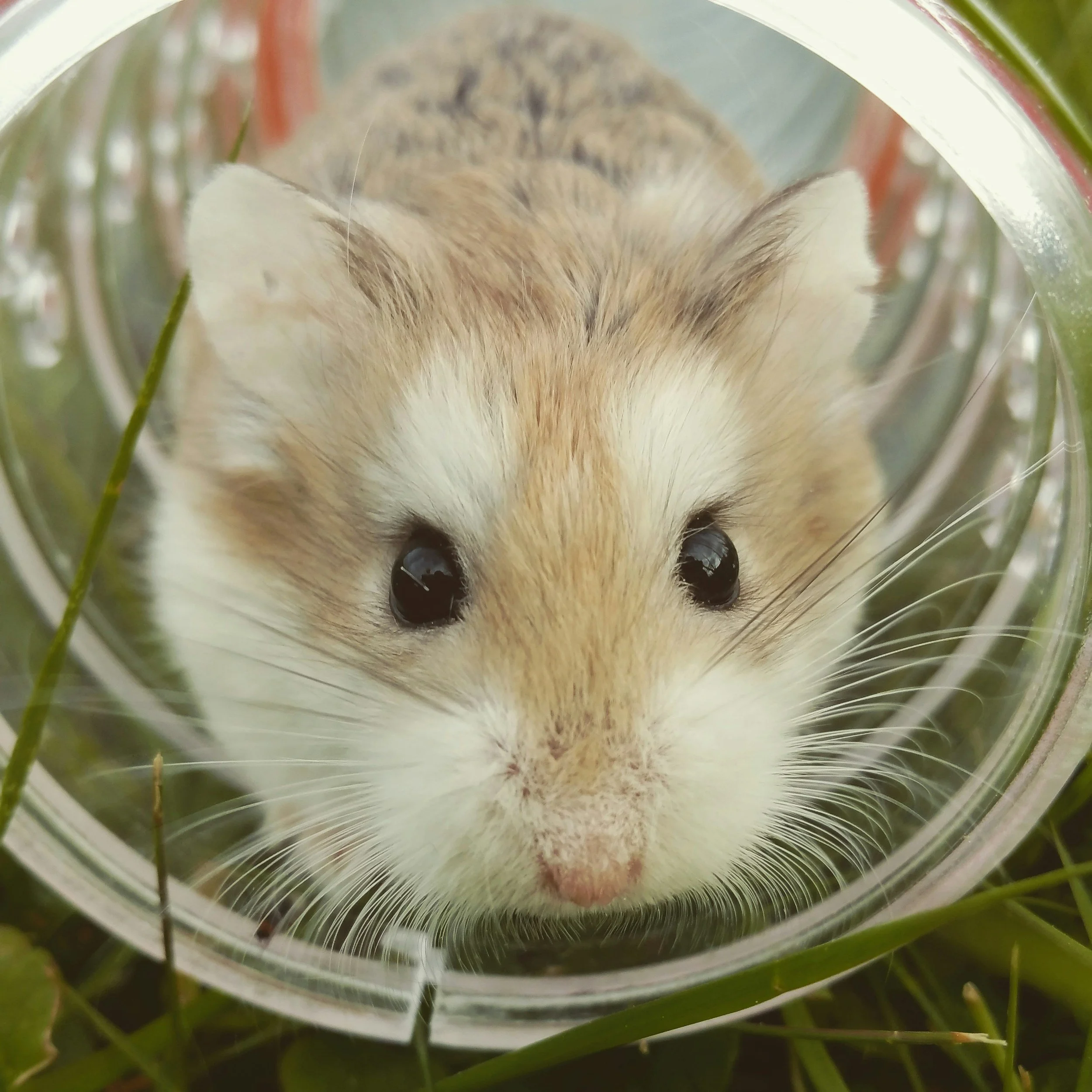A close-up of a hamster's face peeking through an opening surrounded by straw and green foliage.