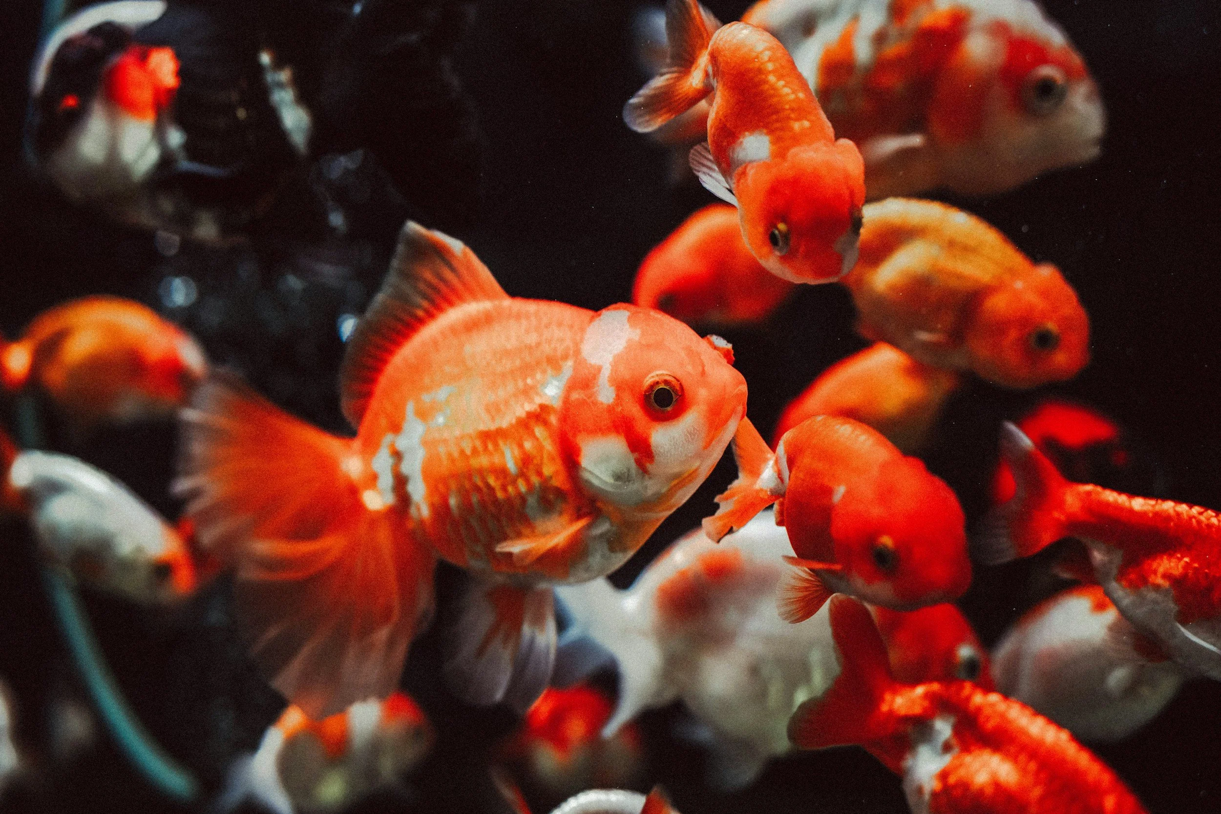 Several orange and white koi fish swimming in dark water.