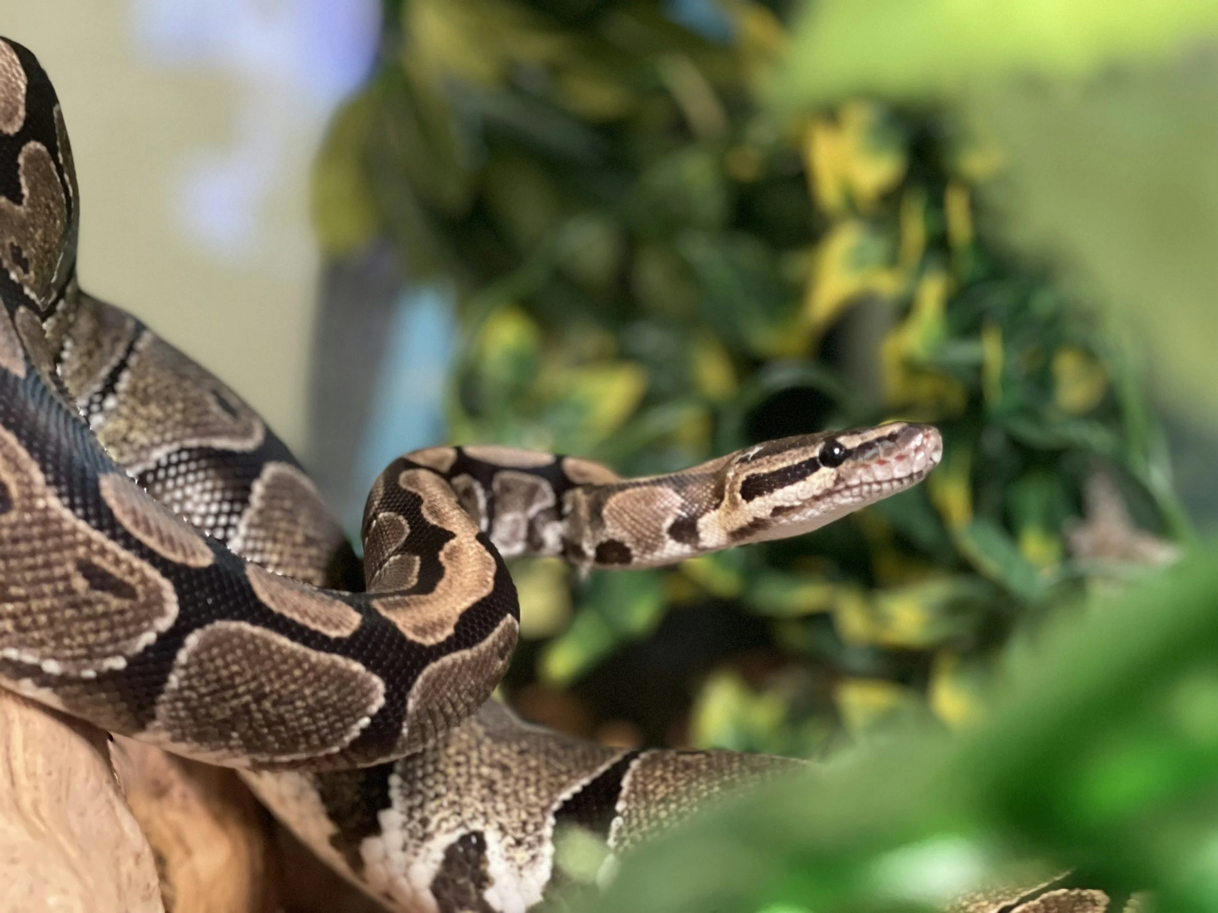 A close-up of a snake with brown, black, and white patterned skin climbing on a branch, with green foliage in the background.