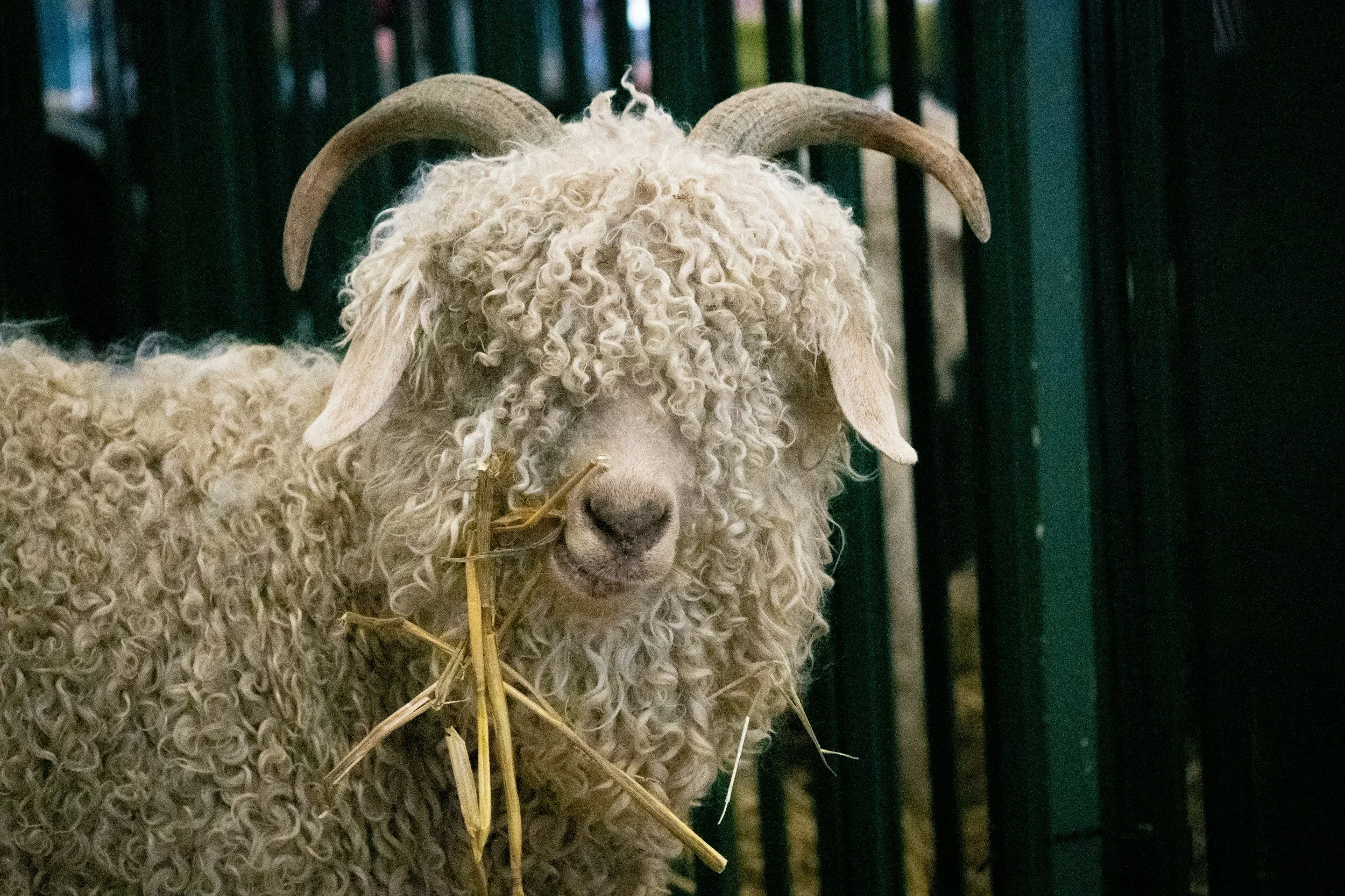 A close-up of a white sheep with curly wool and large curved horns, standing in a fenced area with dark green bars.
