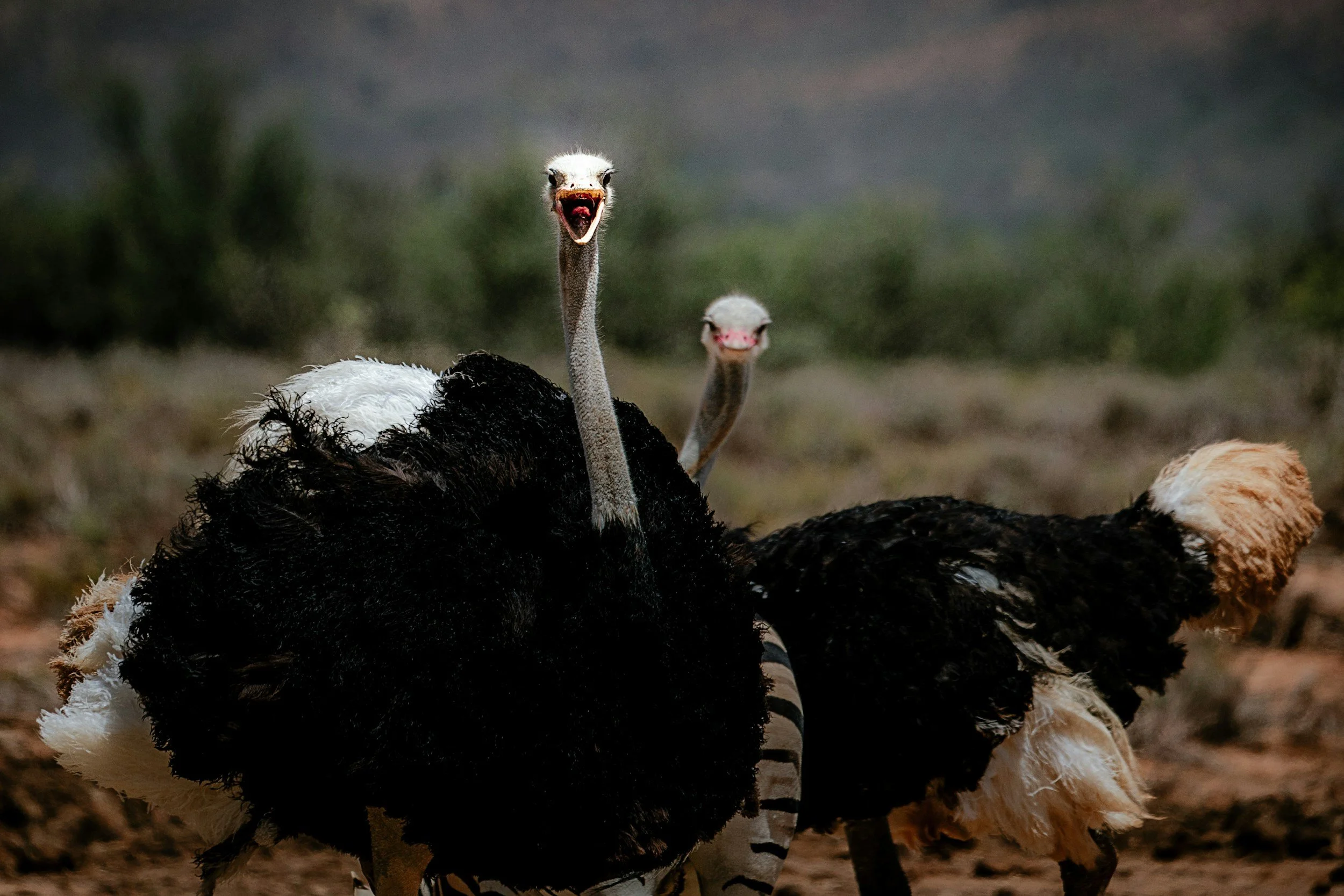 Two ostriches in a field, with one showing its open mouth and long neck raised, and the other facing away.