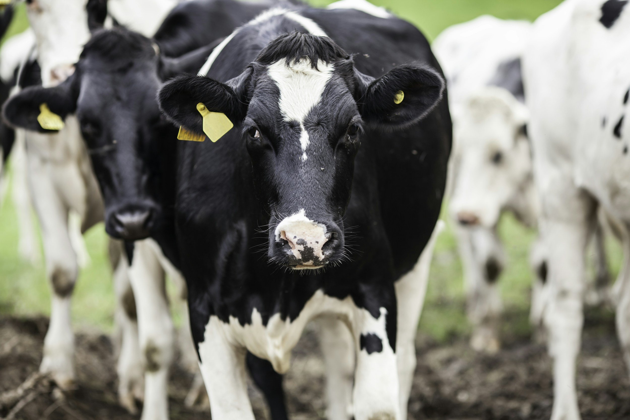 A close-up of a black and white cow with yellow ear tags, standing outdoors with other cows in the background.