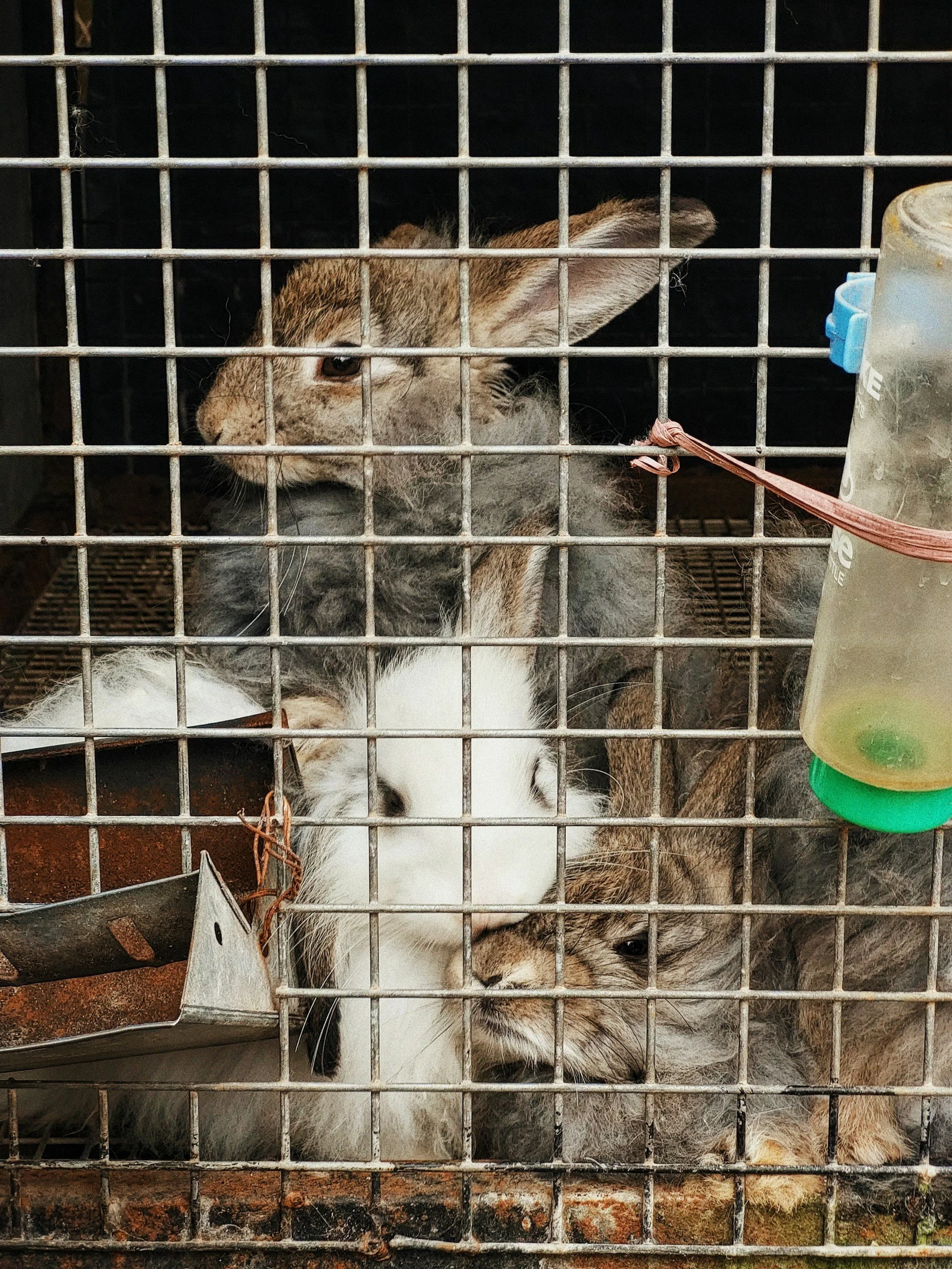 Two dogs inside a cage. One appears to be a grey and black Border Collie and the other a light-colored dog, possibly a Chihuahua mix. There is a water bottle attached to the cage on the right side.
