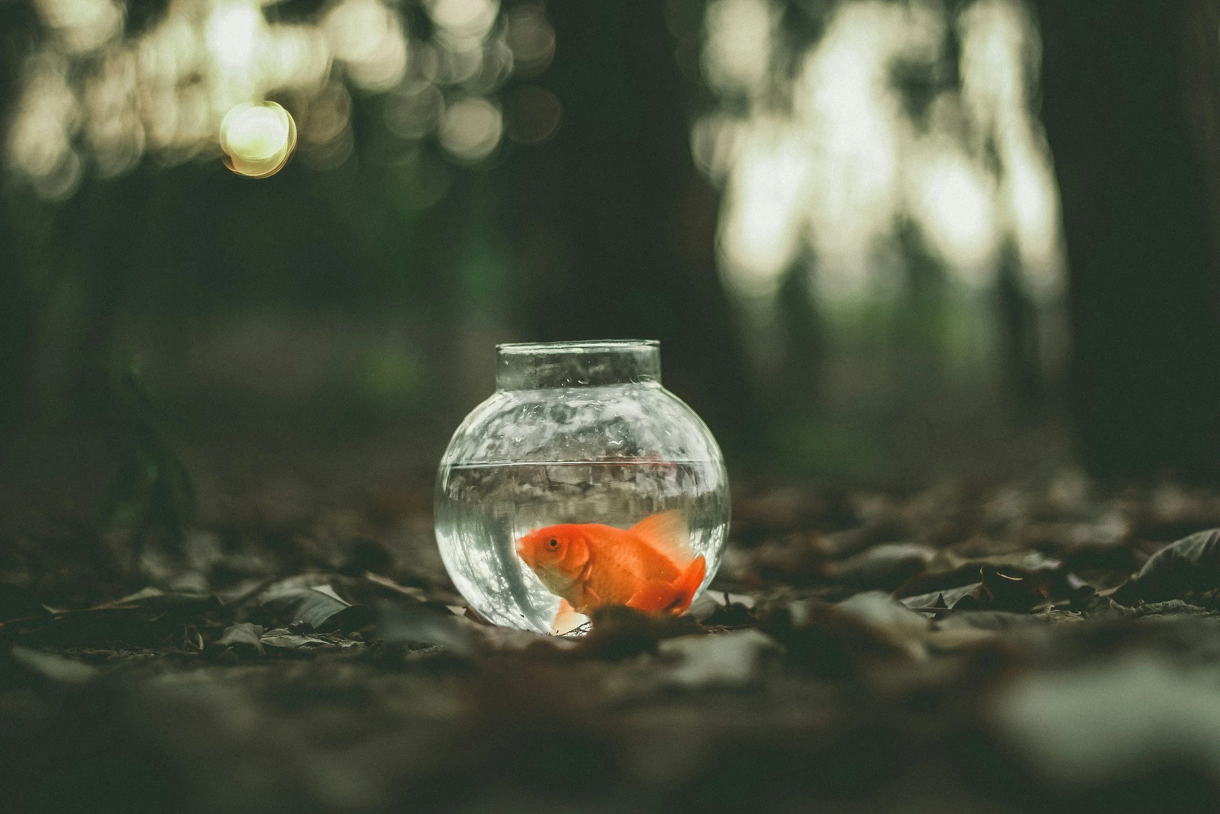 A goldfish inside a round glass fishbowl with water, placed on the ground among fallen leaves in a wooded outdoor setting with trees and dappled sunlight in the background.