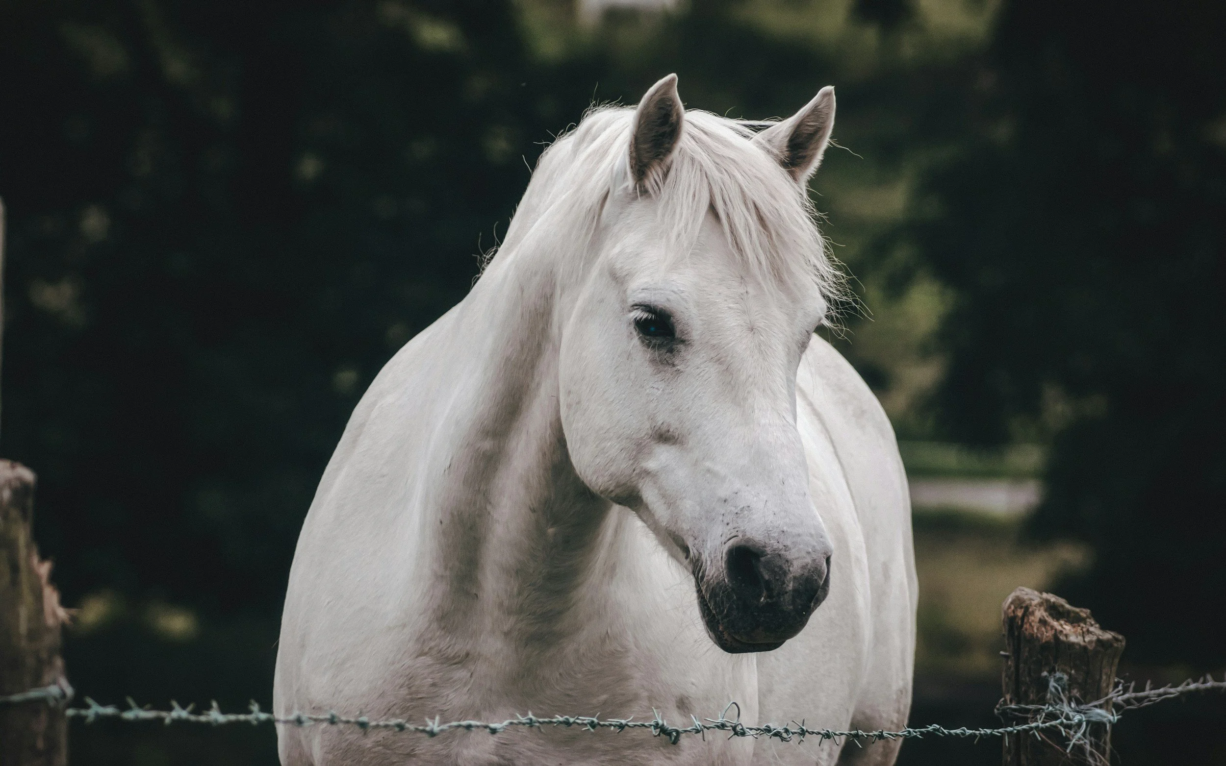 Animal Aware horse
