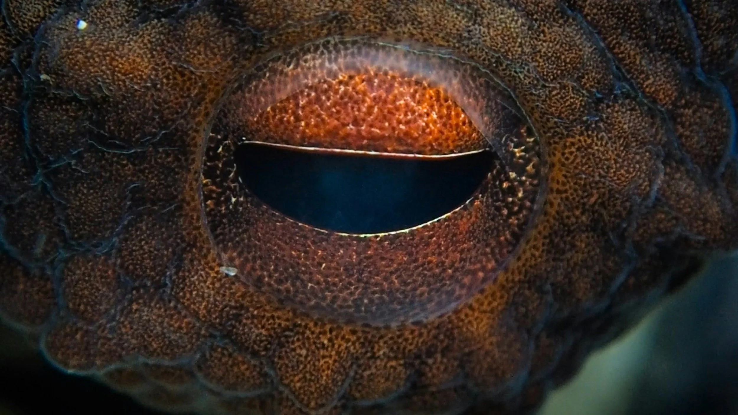 Close-up of a sea creature, likely a marine animal, with orange and brown textured skin and an open, oval-shaped mouth.